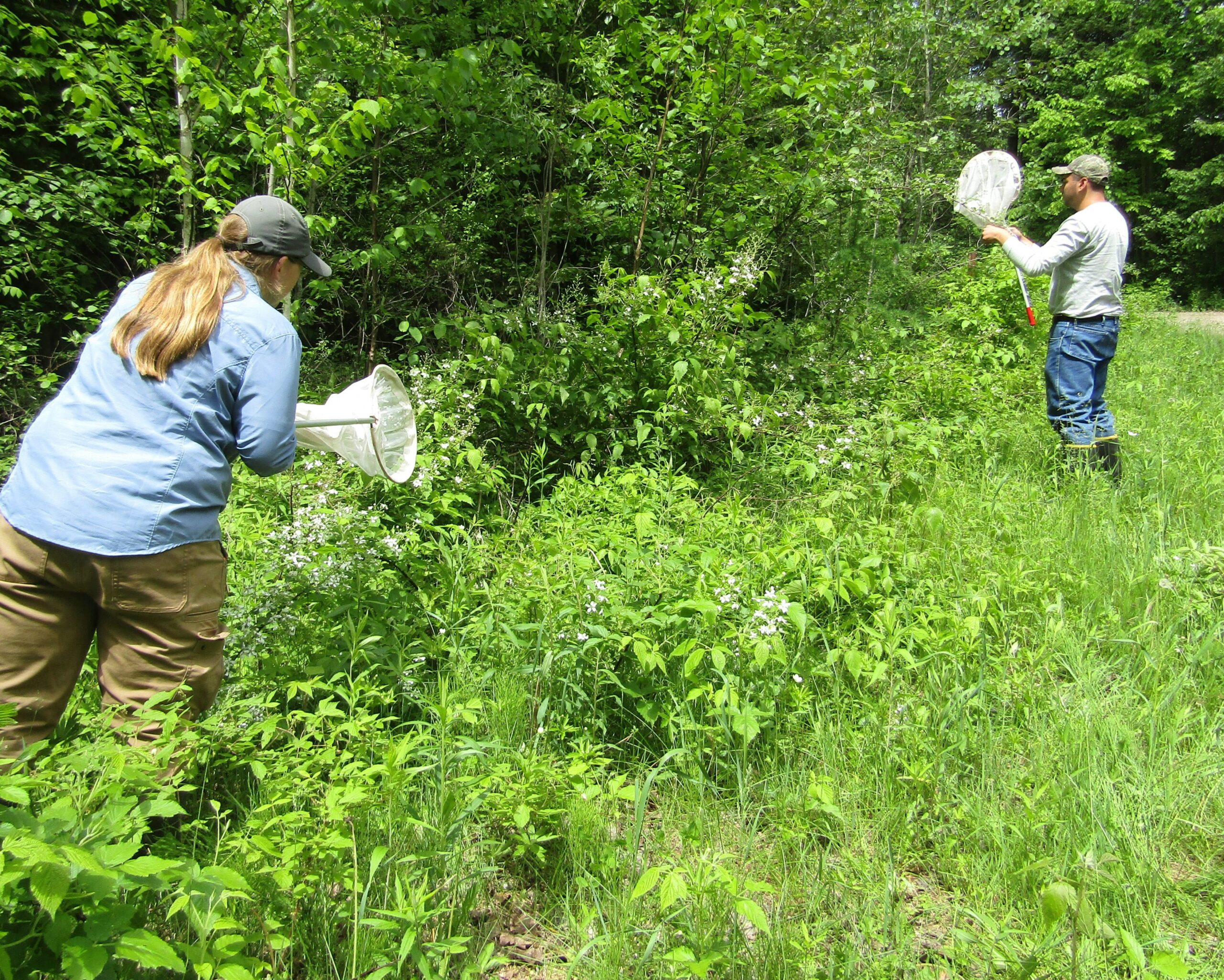 Science technicians use nets to collect bees