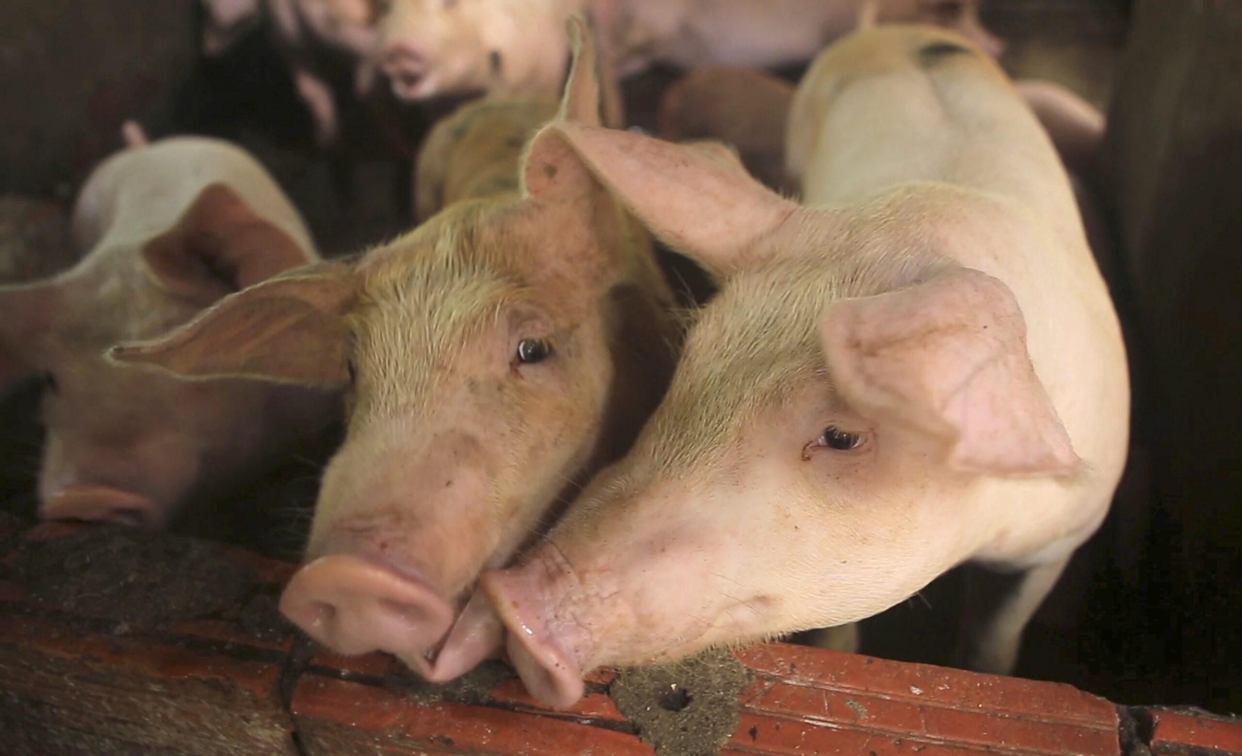 Groups Contend County Could Face Criminal Charges For Attempts To Regulate Large Swine Farms