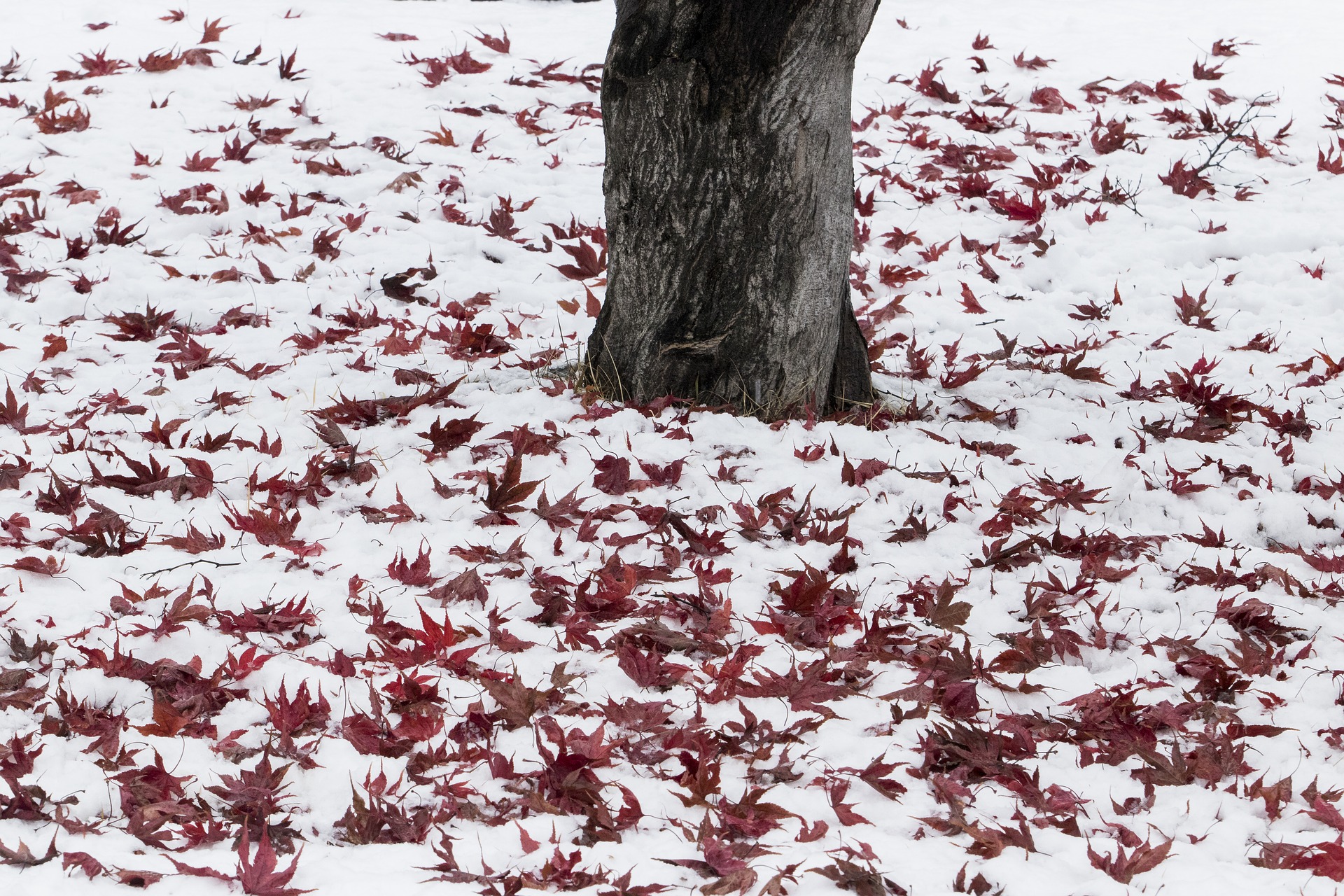 Fall leaves partially covered in snow.