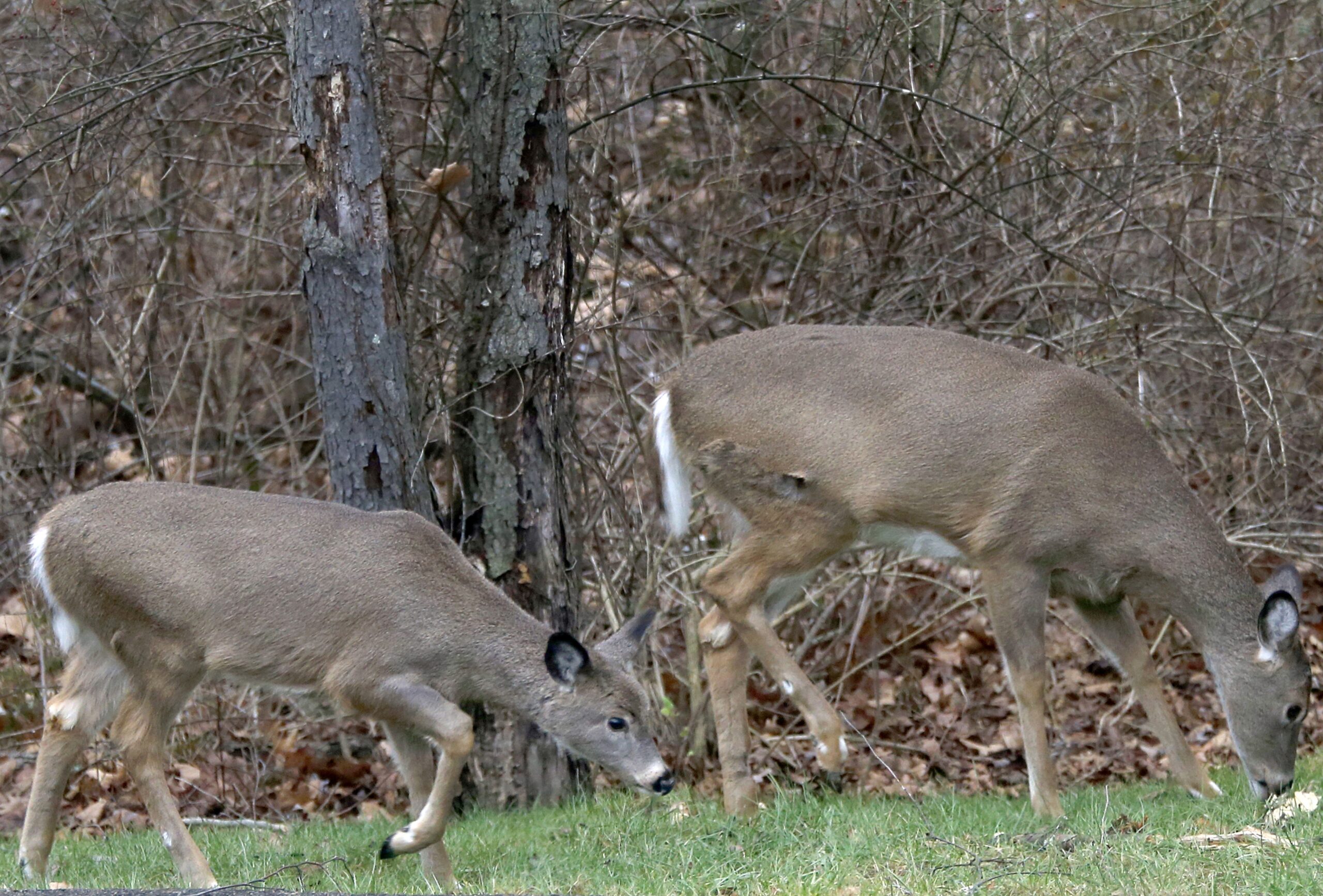 White-tailed deer