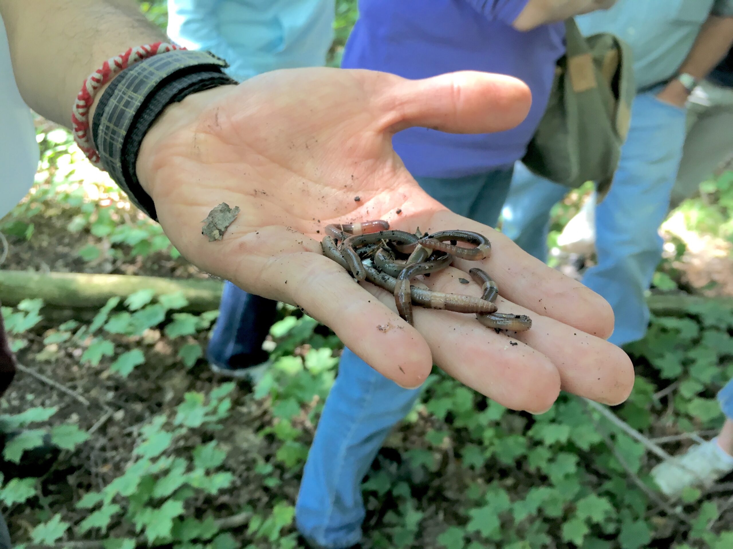 Ecologist Brad Herrick holds Asian jumping worms