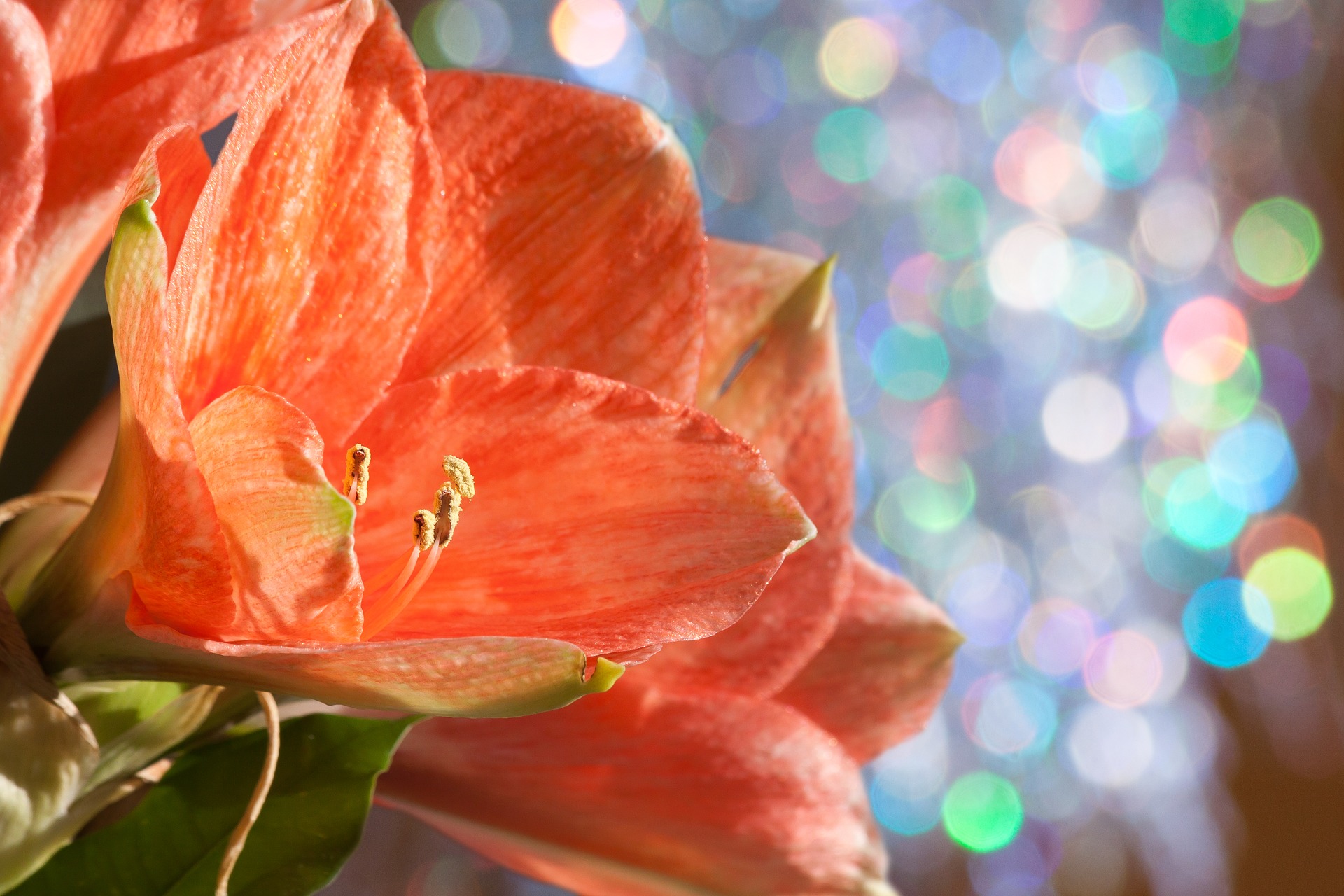 Amaryllis flower in front of lights