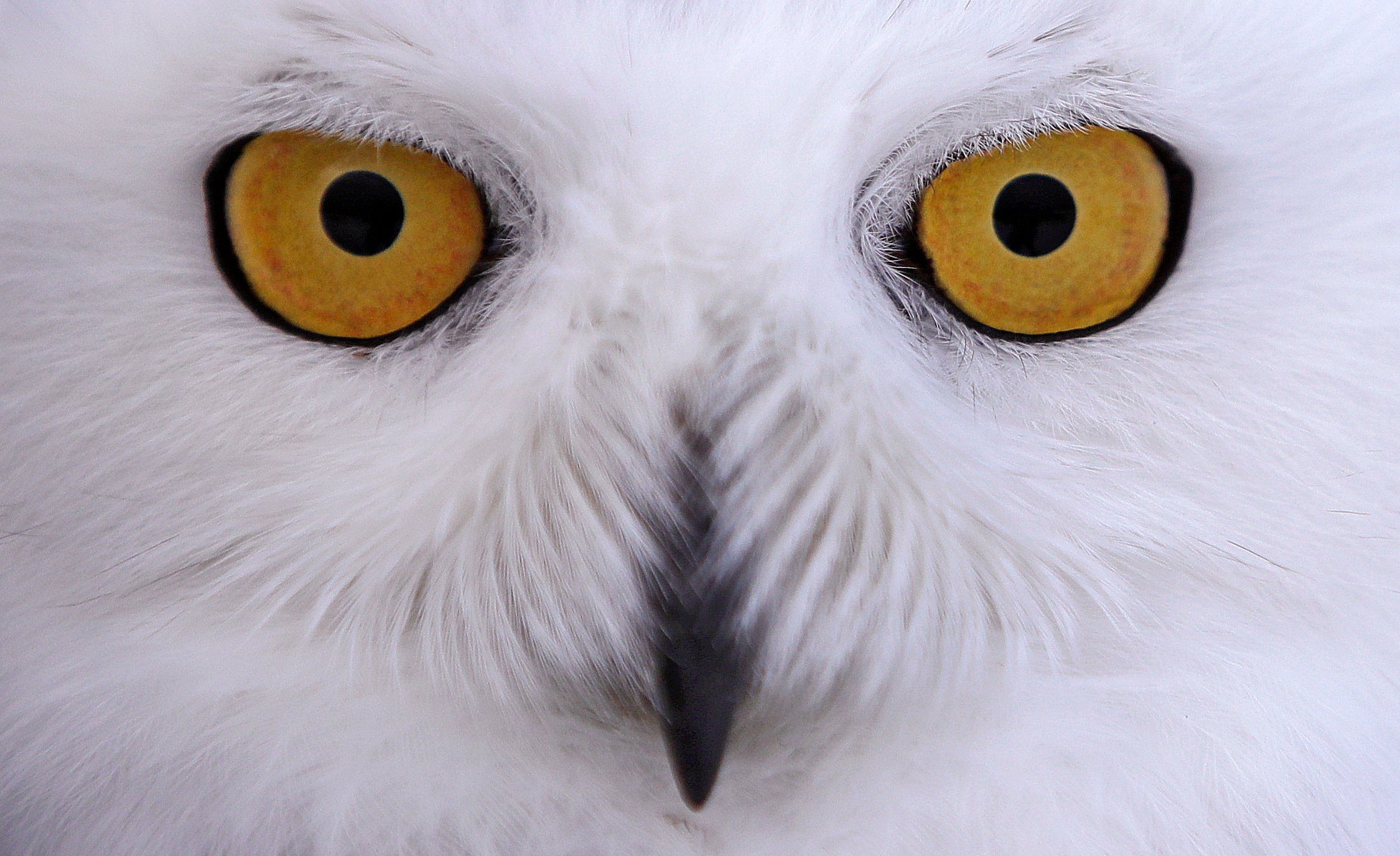 A photo a snowy owl