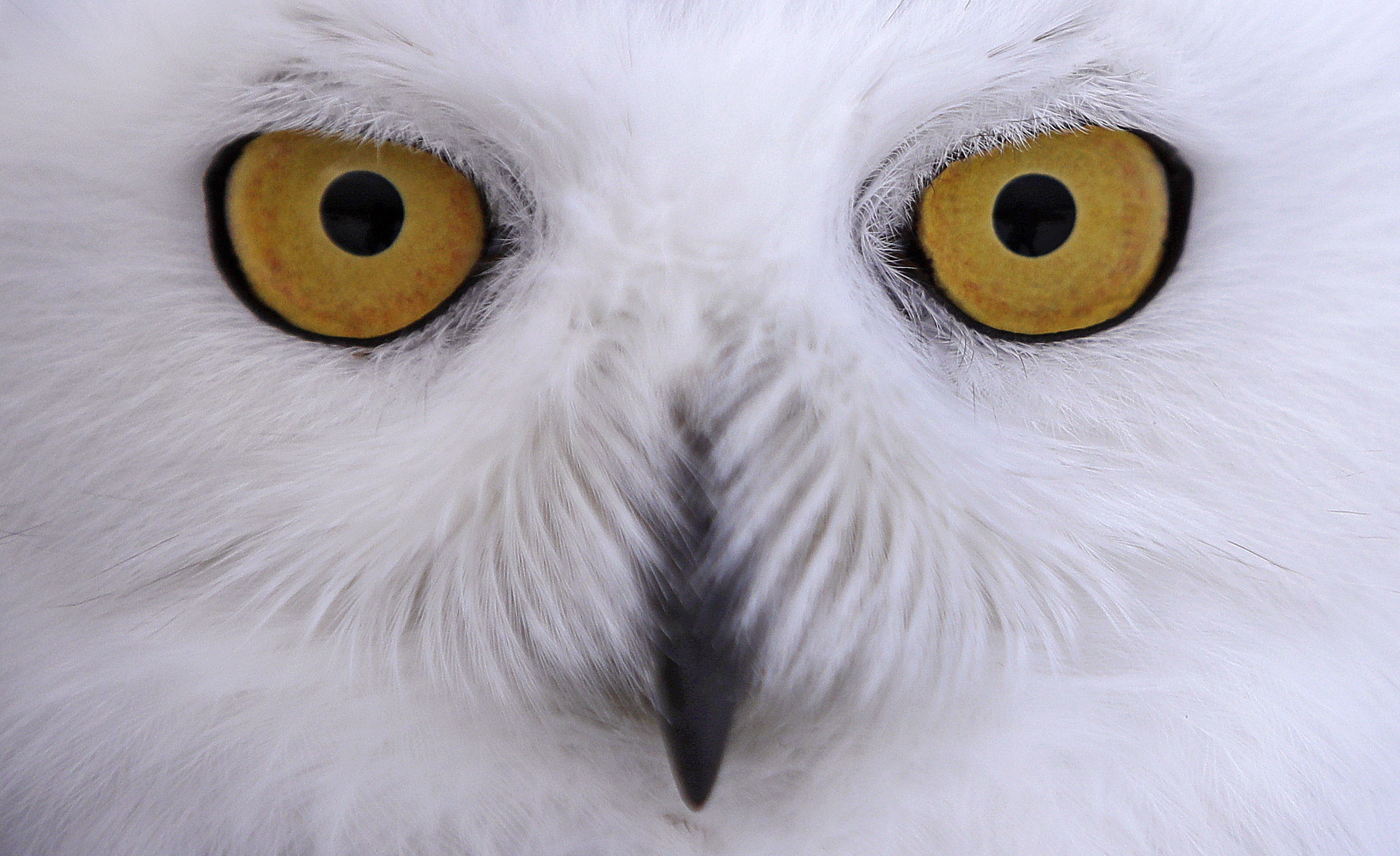 A photo a snowy owl