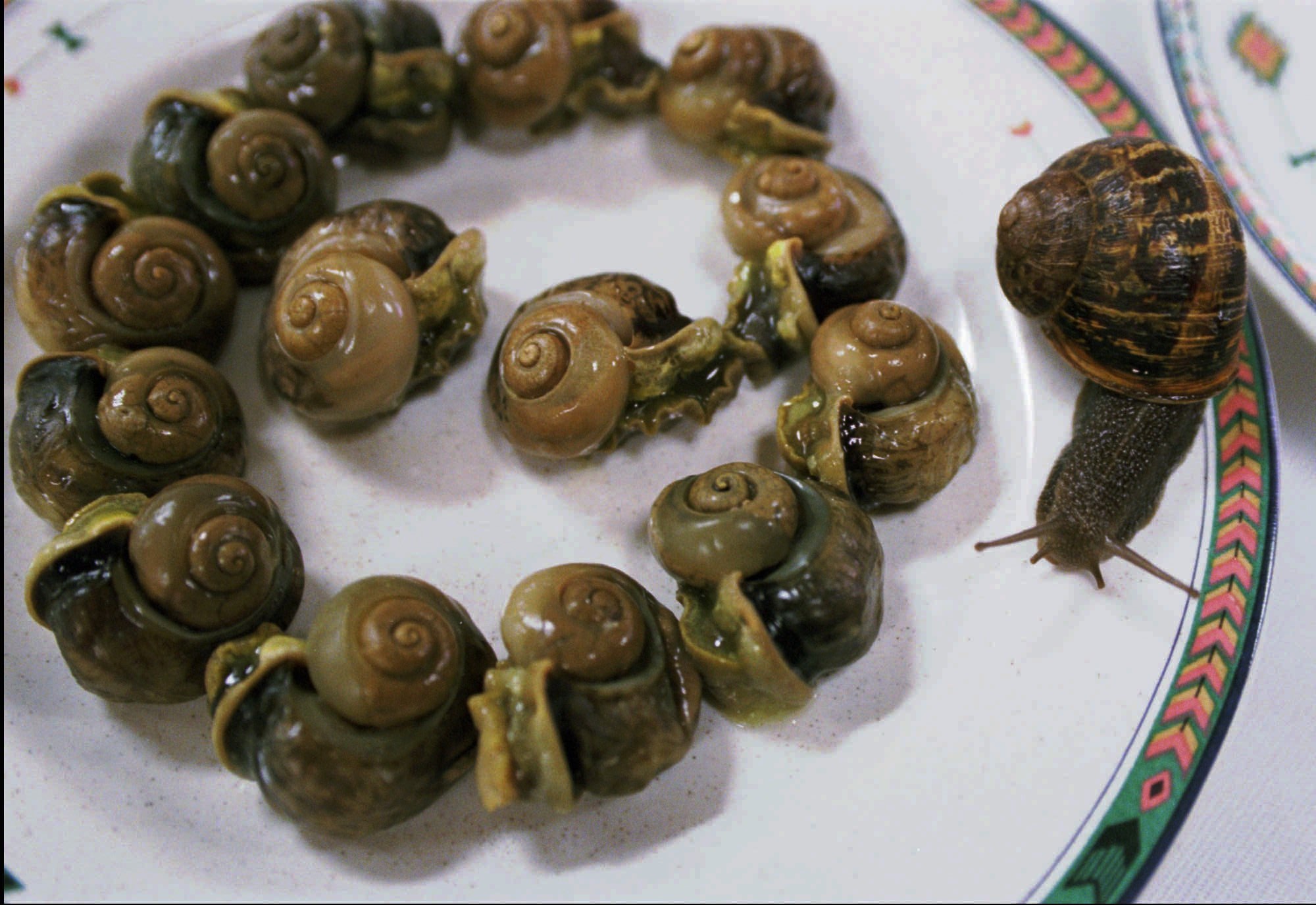 Snails on plate of escargot