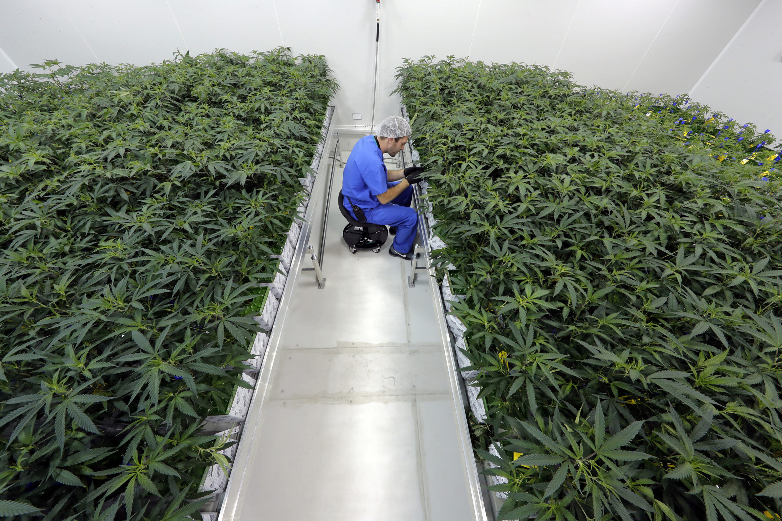 Medical marijuana growing indoors