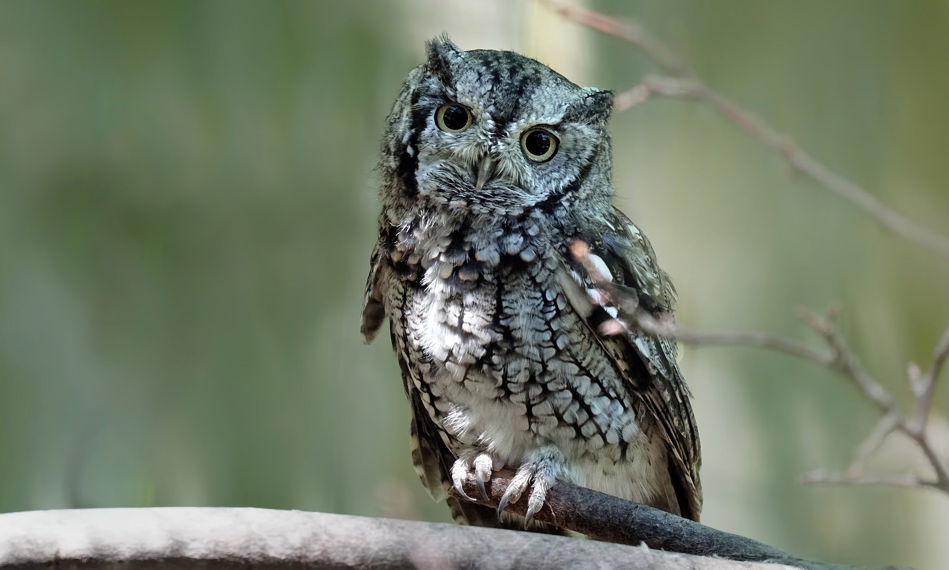 Eastern screech owl in tree.