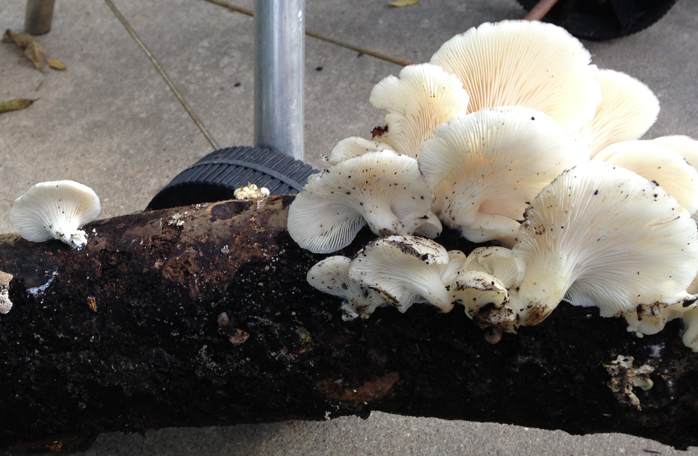 Oyster mushroom log