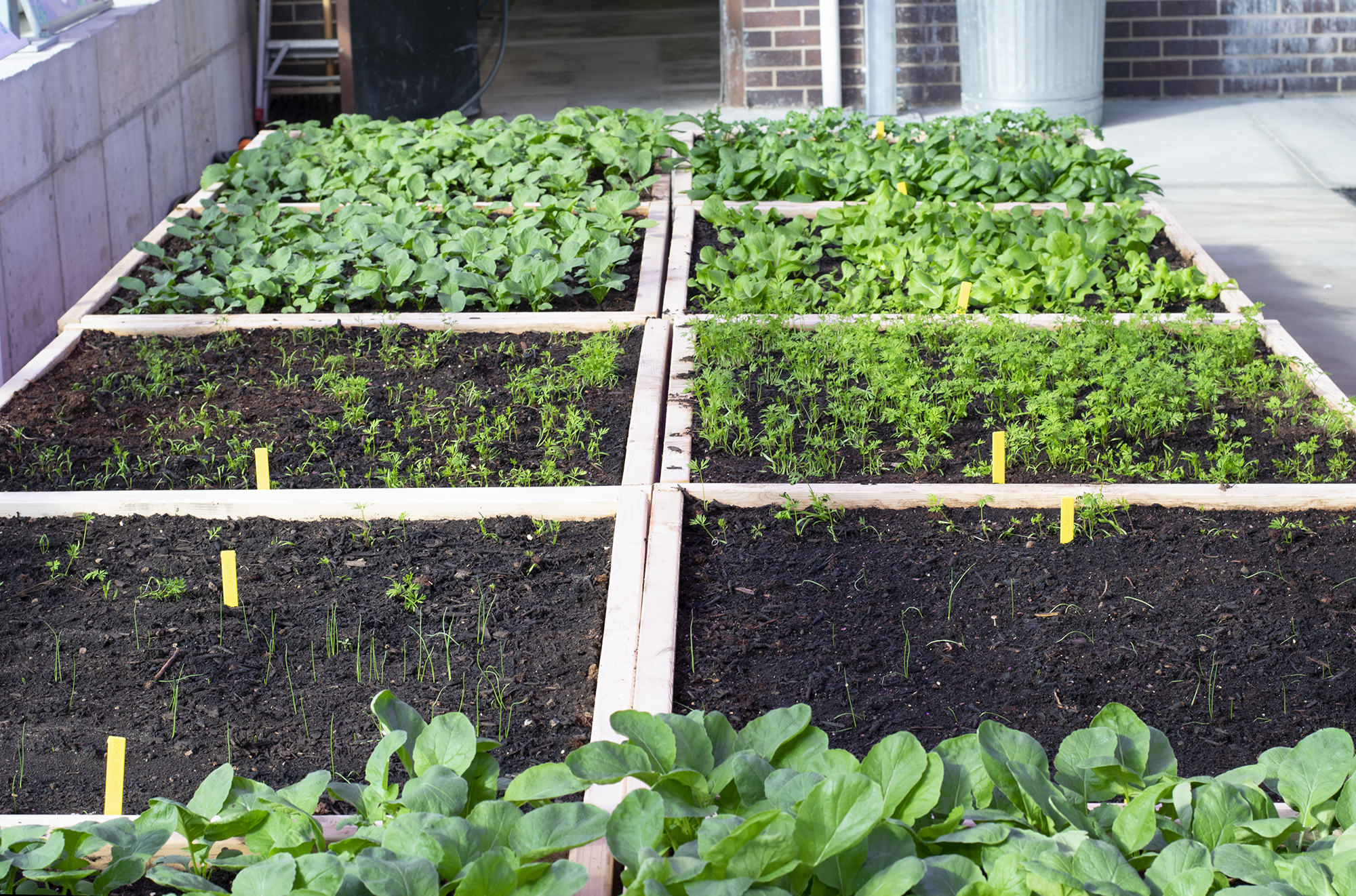 Square garden beds installed inside Holmen High School's greenhouse grow food served in the school's cafeteria