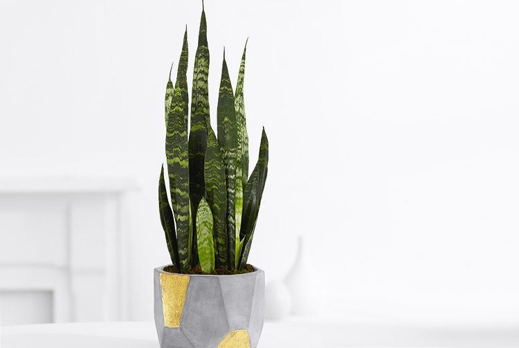 Snake plant