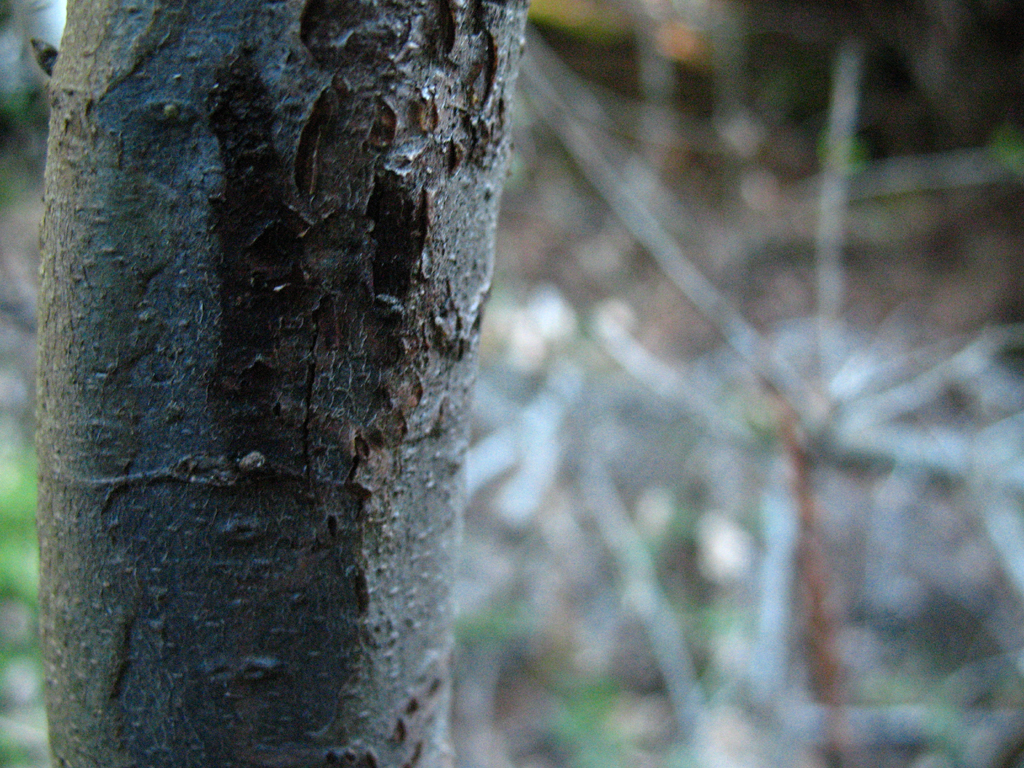 closeup of sudden oak death.