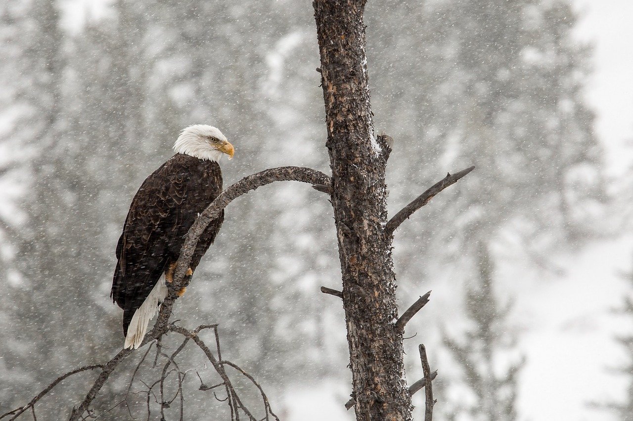 Bald eagle sitting on branch in snow.