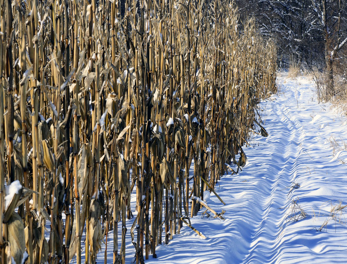 Snow in a cornfield