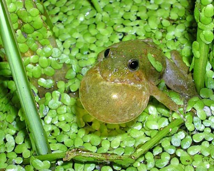 A tiny green frog puffs out its neck as it croaks in a pool of tiny circular green leaves.