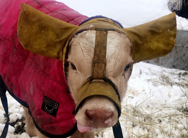 A Calf Wears Custom Ear Muffs In Cold Weather