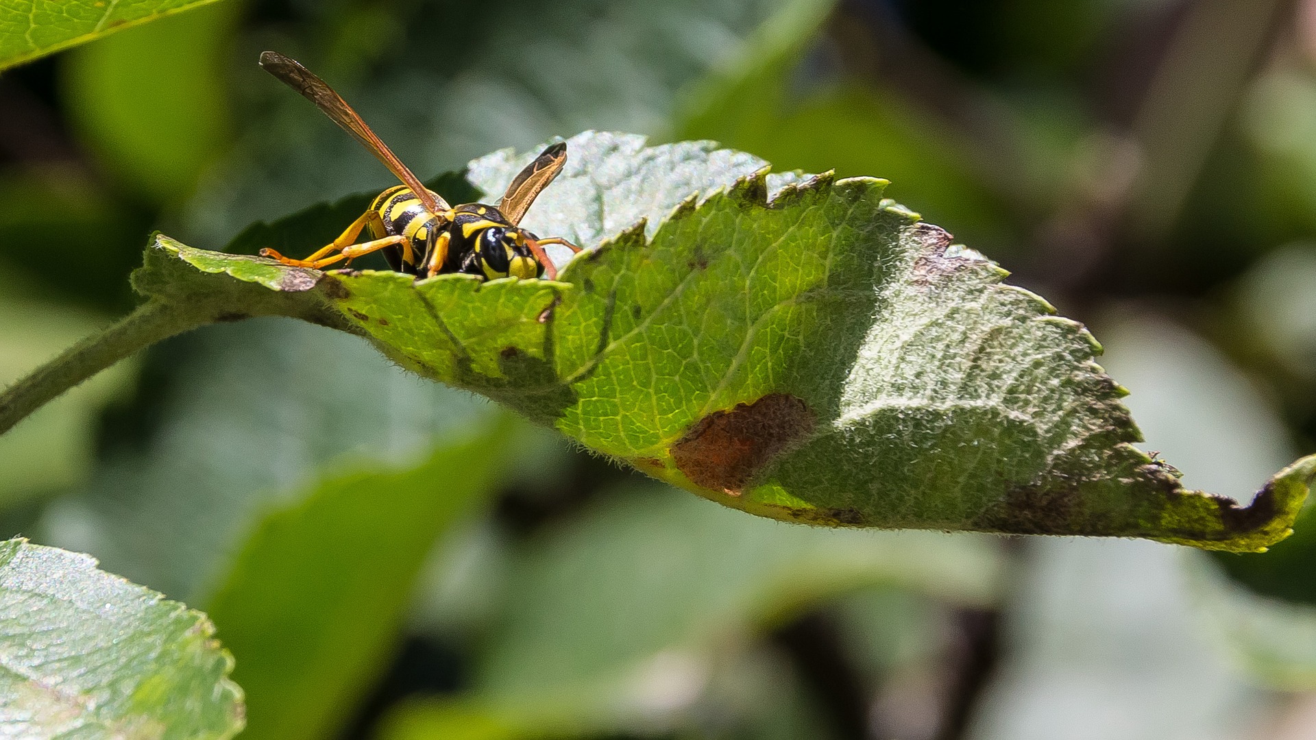 giant hornet on leaf