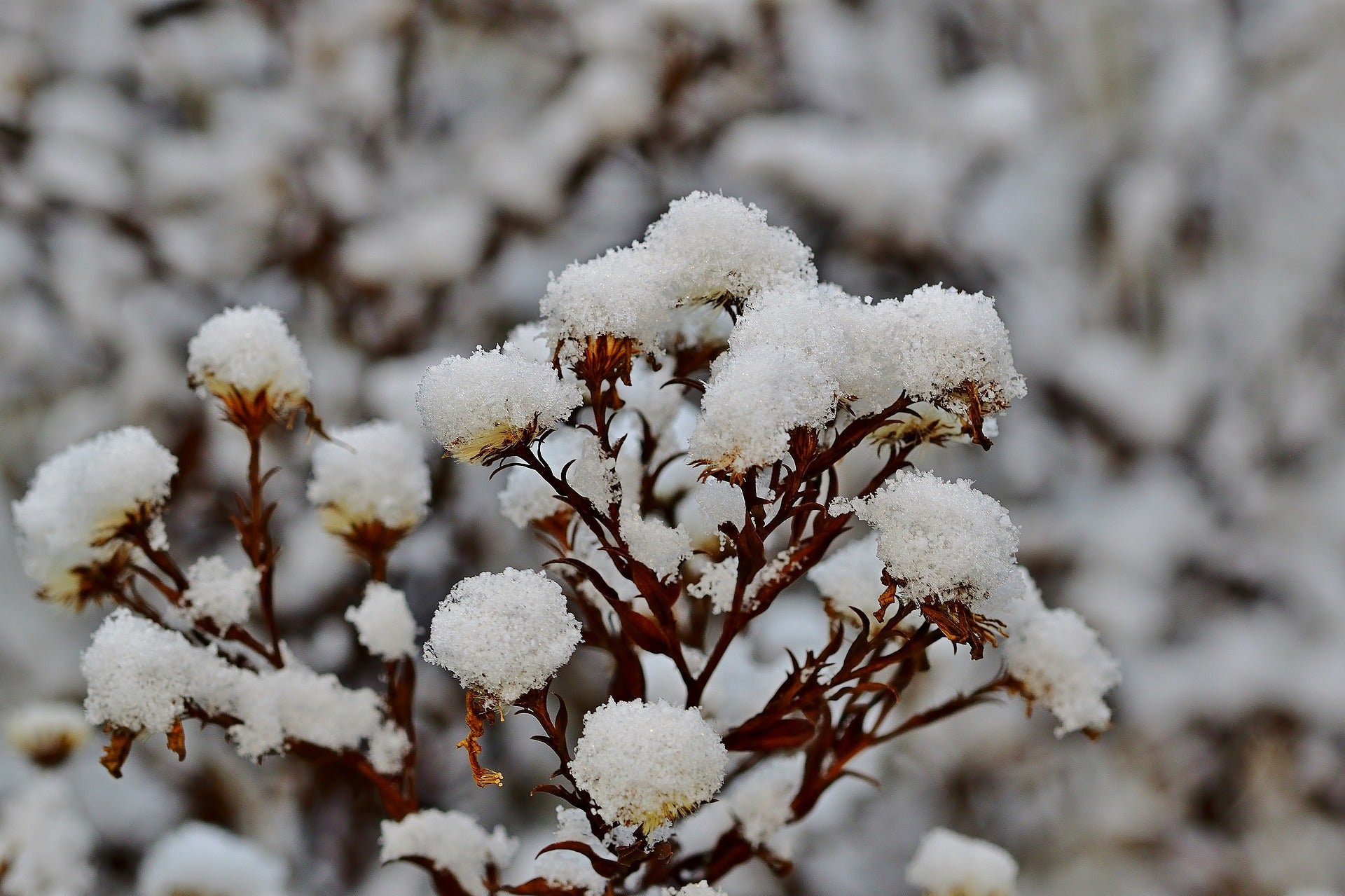 Snow on plants.