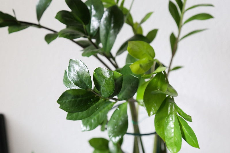 Zamioculcas zamiifolia