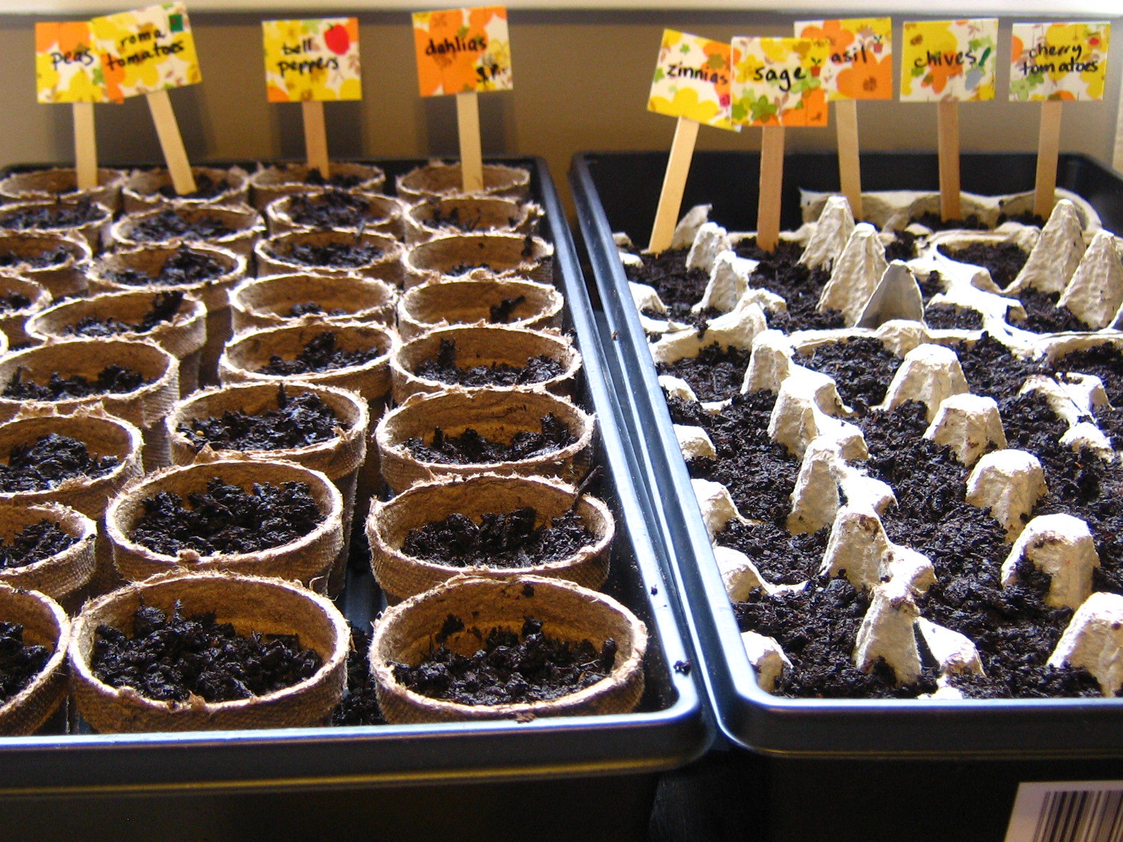 Seedlings inside