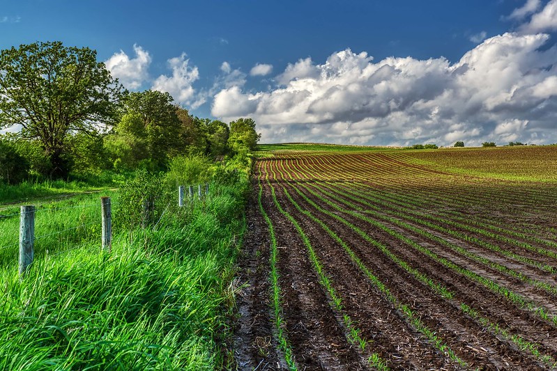 farm, crops, planting, spring, agriculture