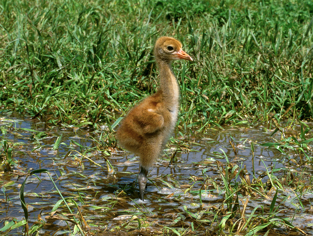 Whooping crane chick.