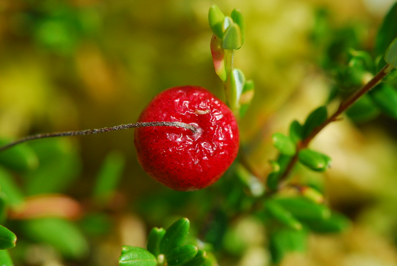 A cranberry at Silver Lake Bog, a state natural area in Kenosha County