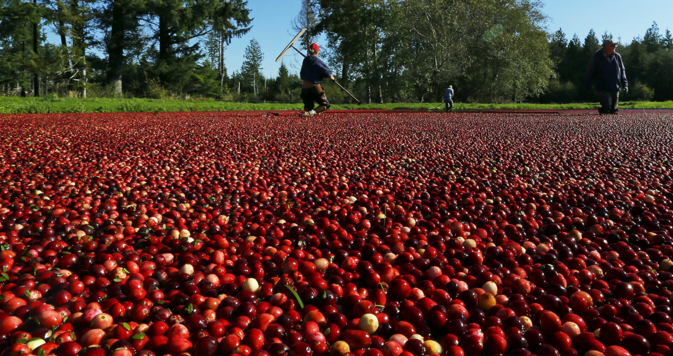 Cranberries, Wisconsin’s Most Profitable Fruit, Face An Uncertain Future
