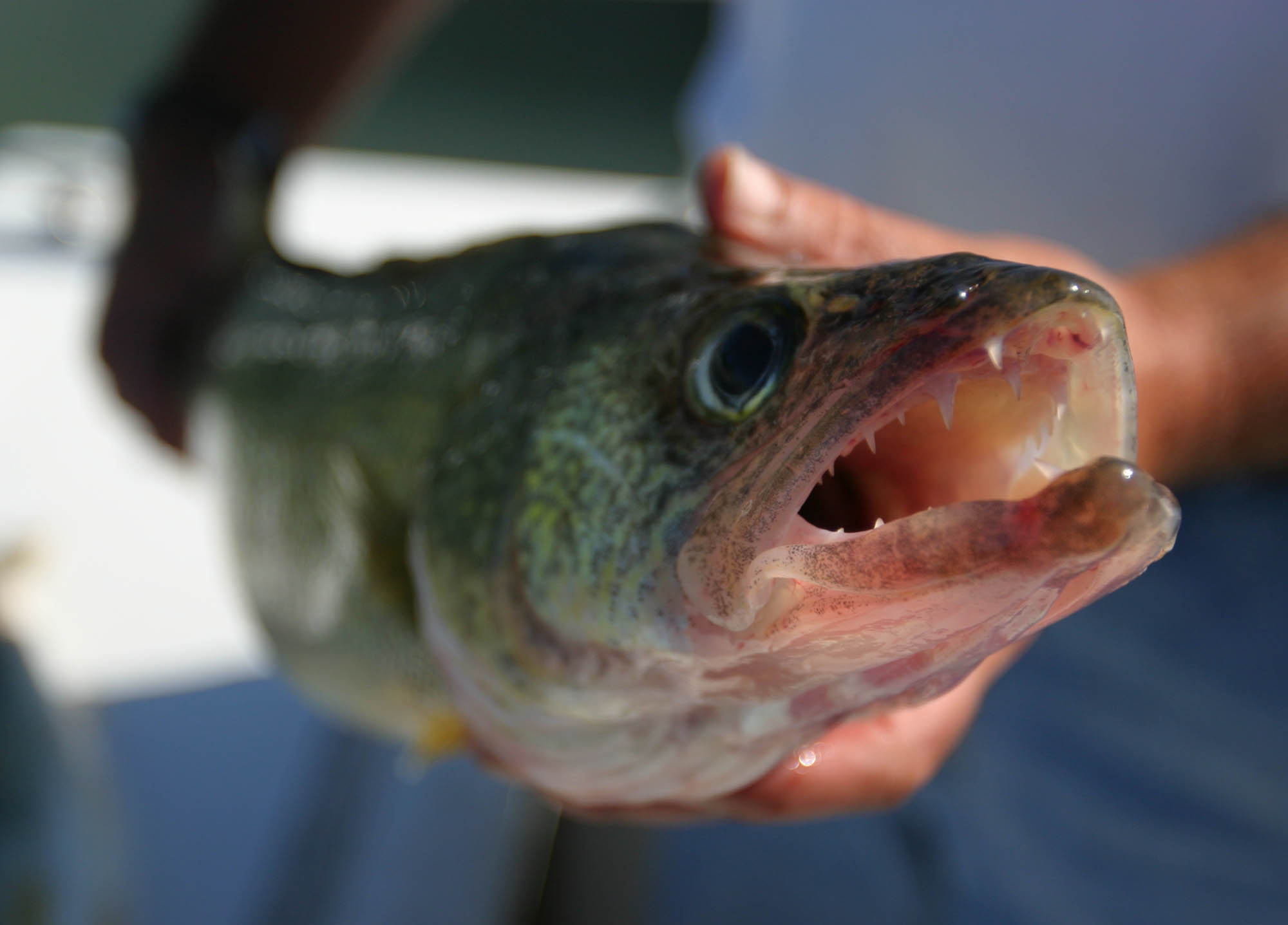 As Wisconsin Lakes Warm, Walleye Are Feeling The Heat