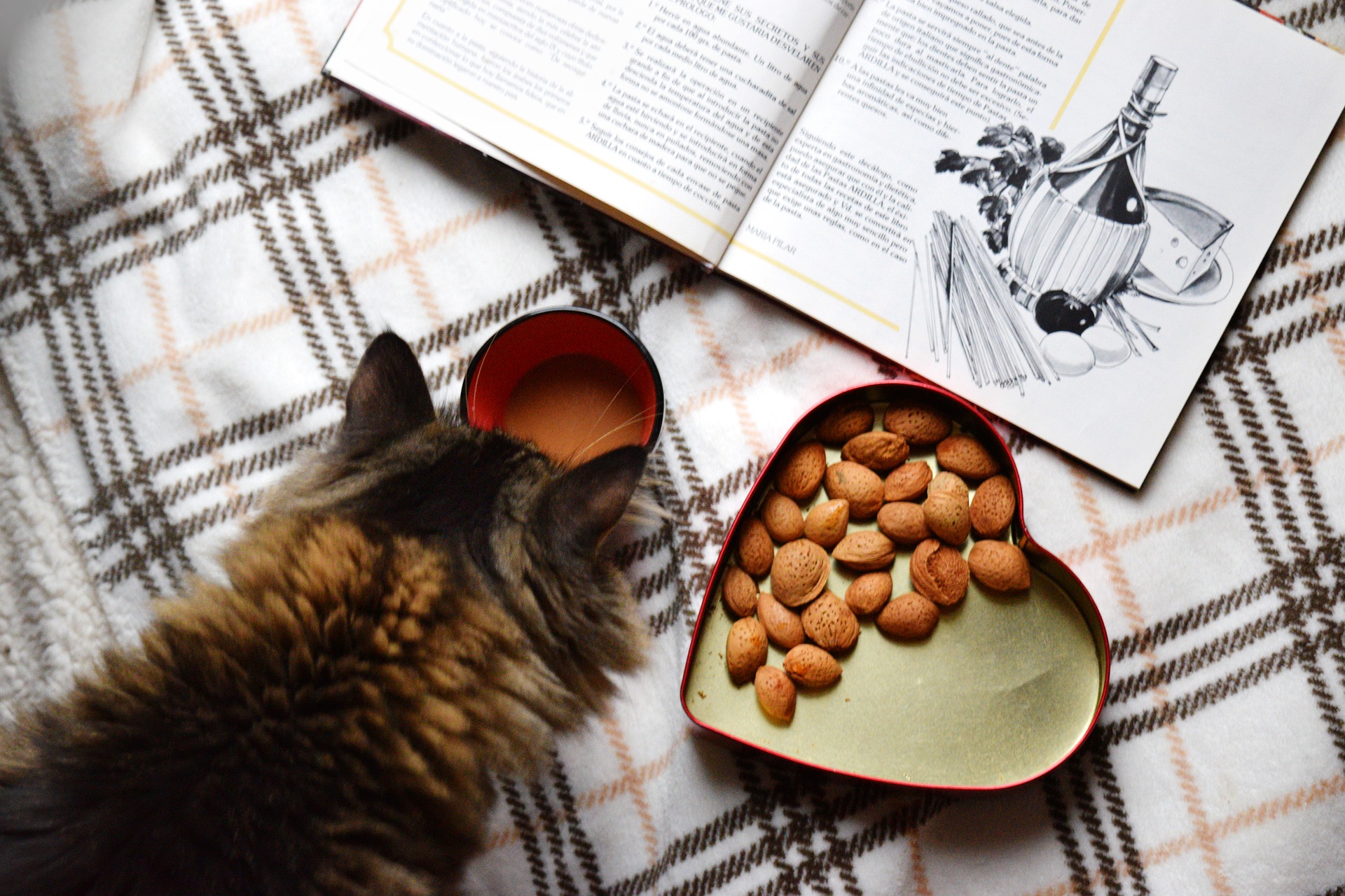 Cat looking at cookbook