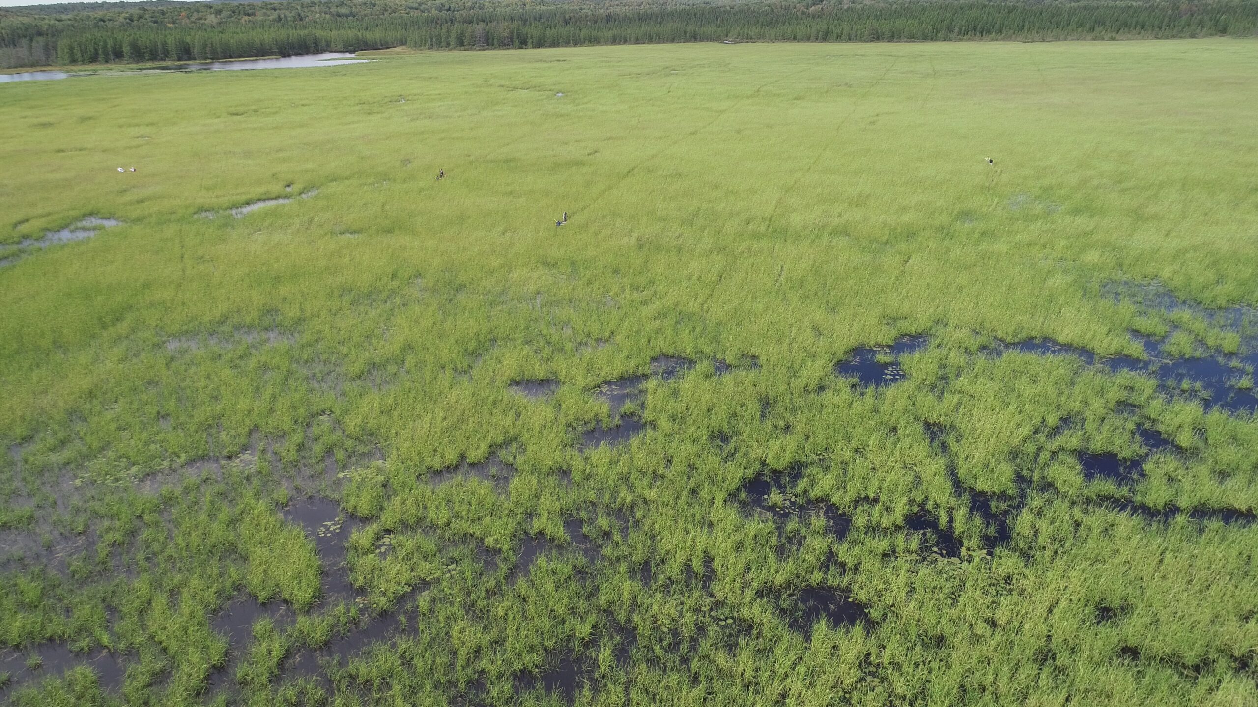 Weekend Roundup: Scientists, Tribal Members Combine Research On Wild Rice Decline 