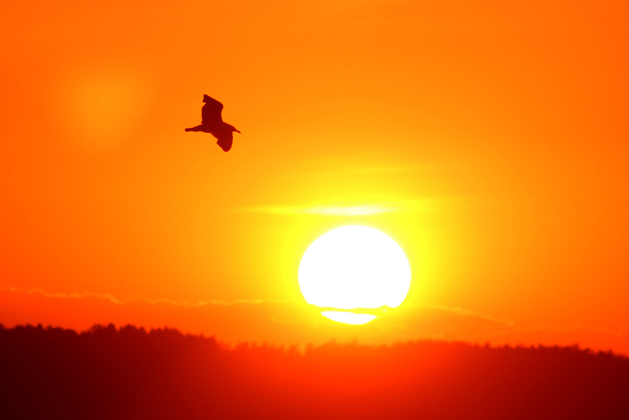 Summer night - a bird flying across a sunset