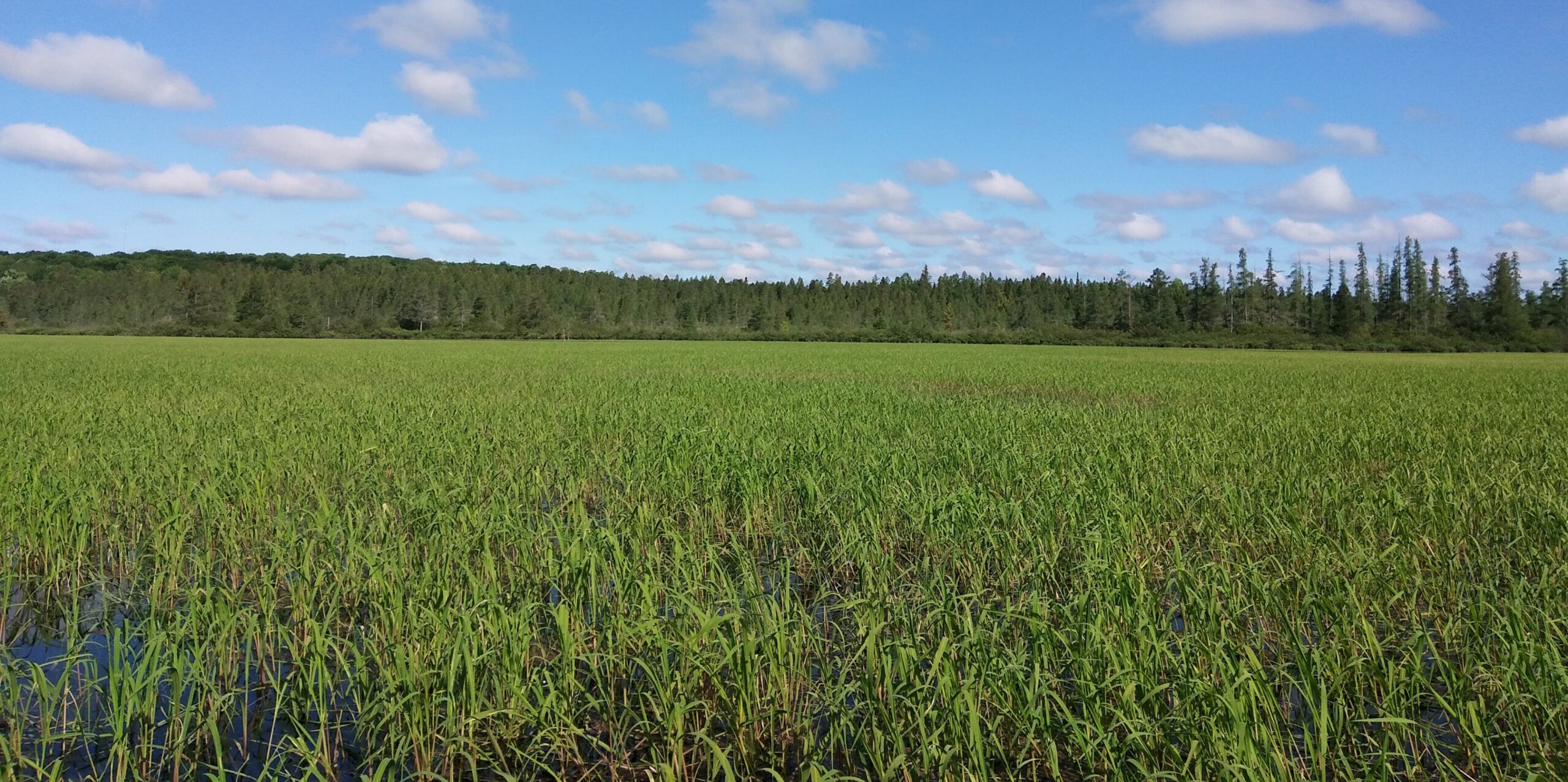 An ‘Indicator Plant’: Wild Rice Struggles To Survive In A Changing Climate
