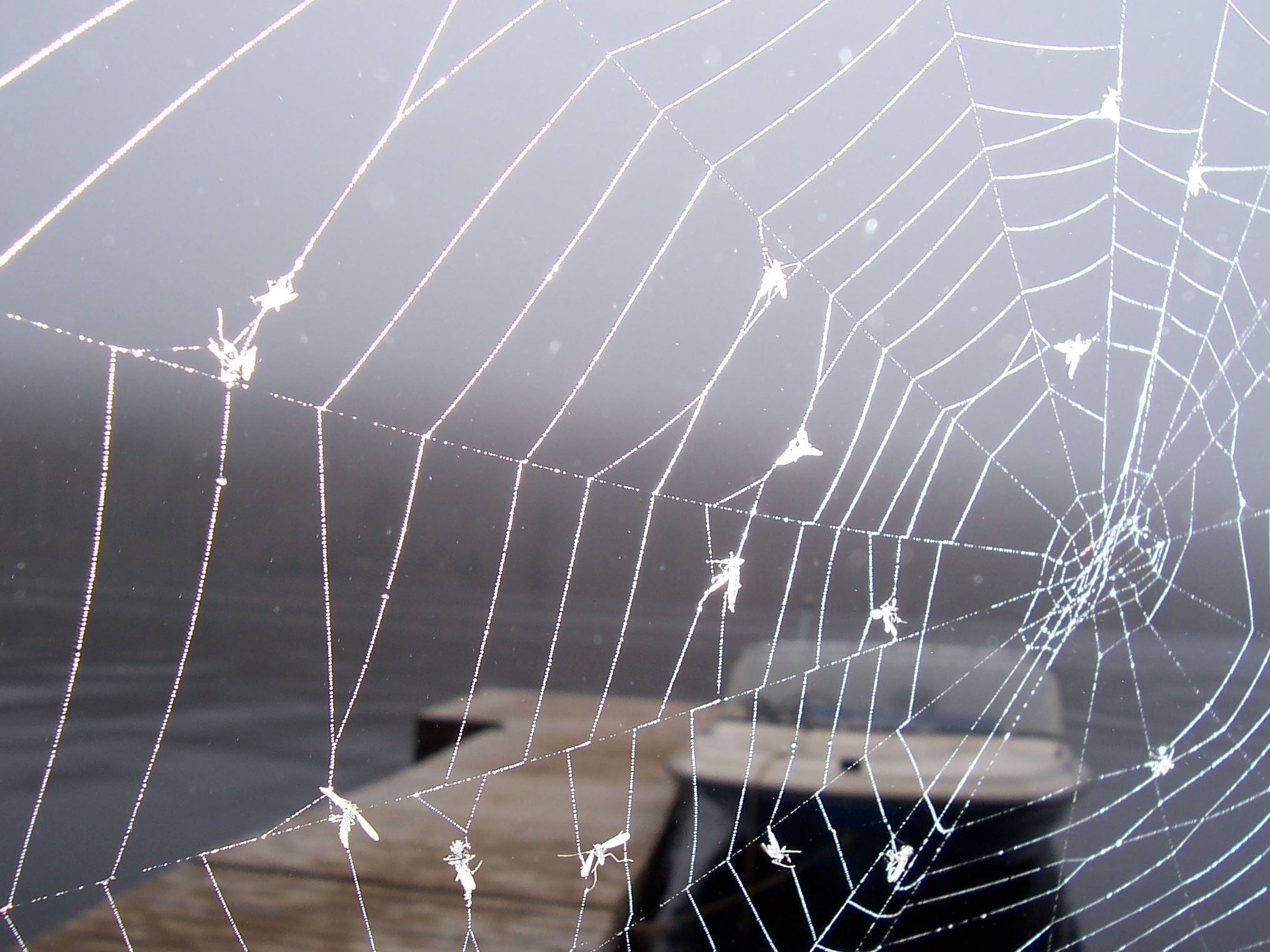 dock with boat through spider web