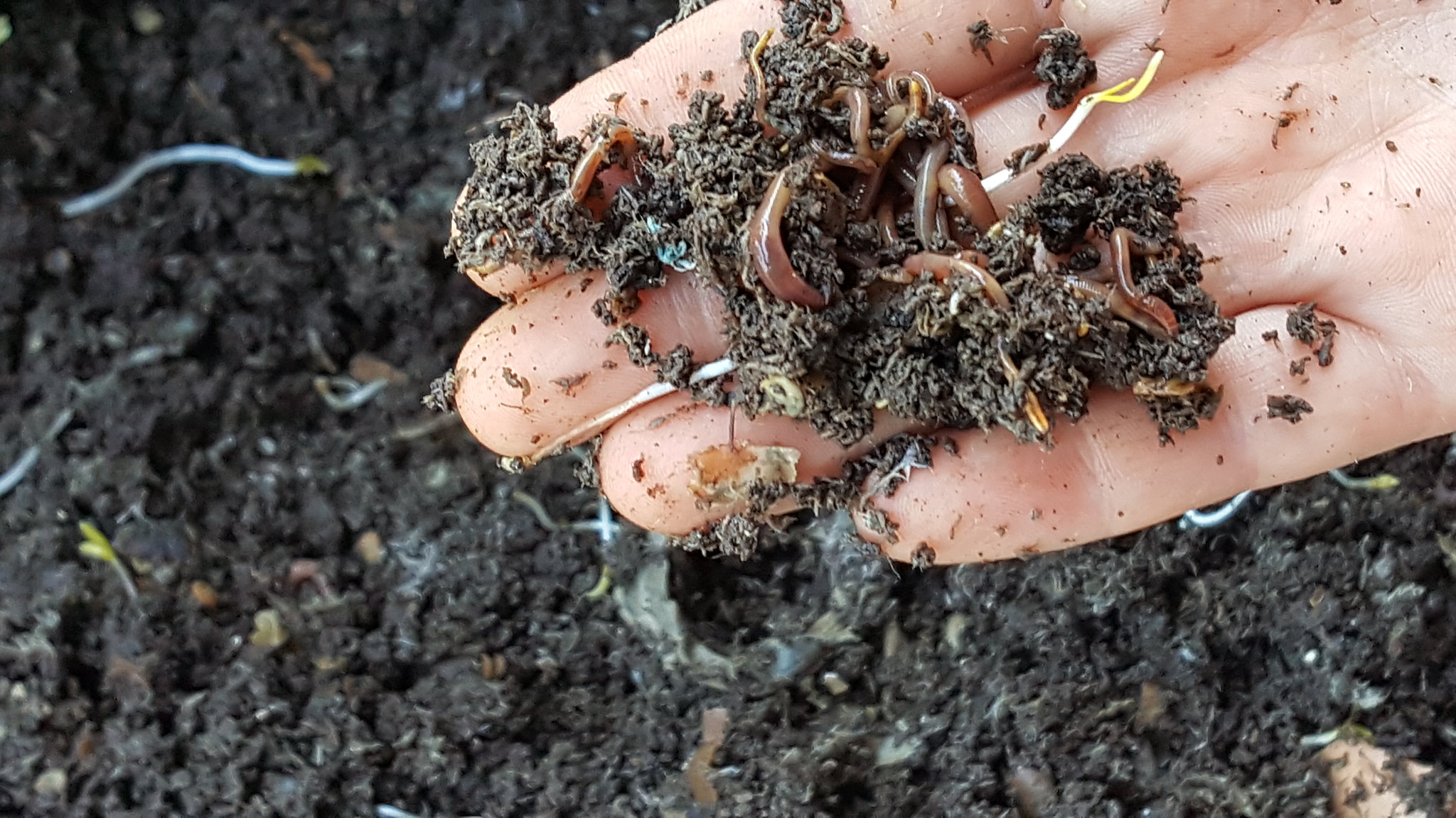 Composter Worms Fed With Help Of Waste-Conscious Local Businesses