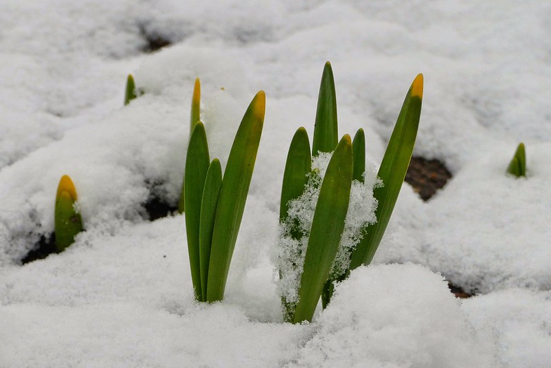 Spring flowers peek through snow cover.