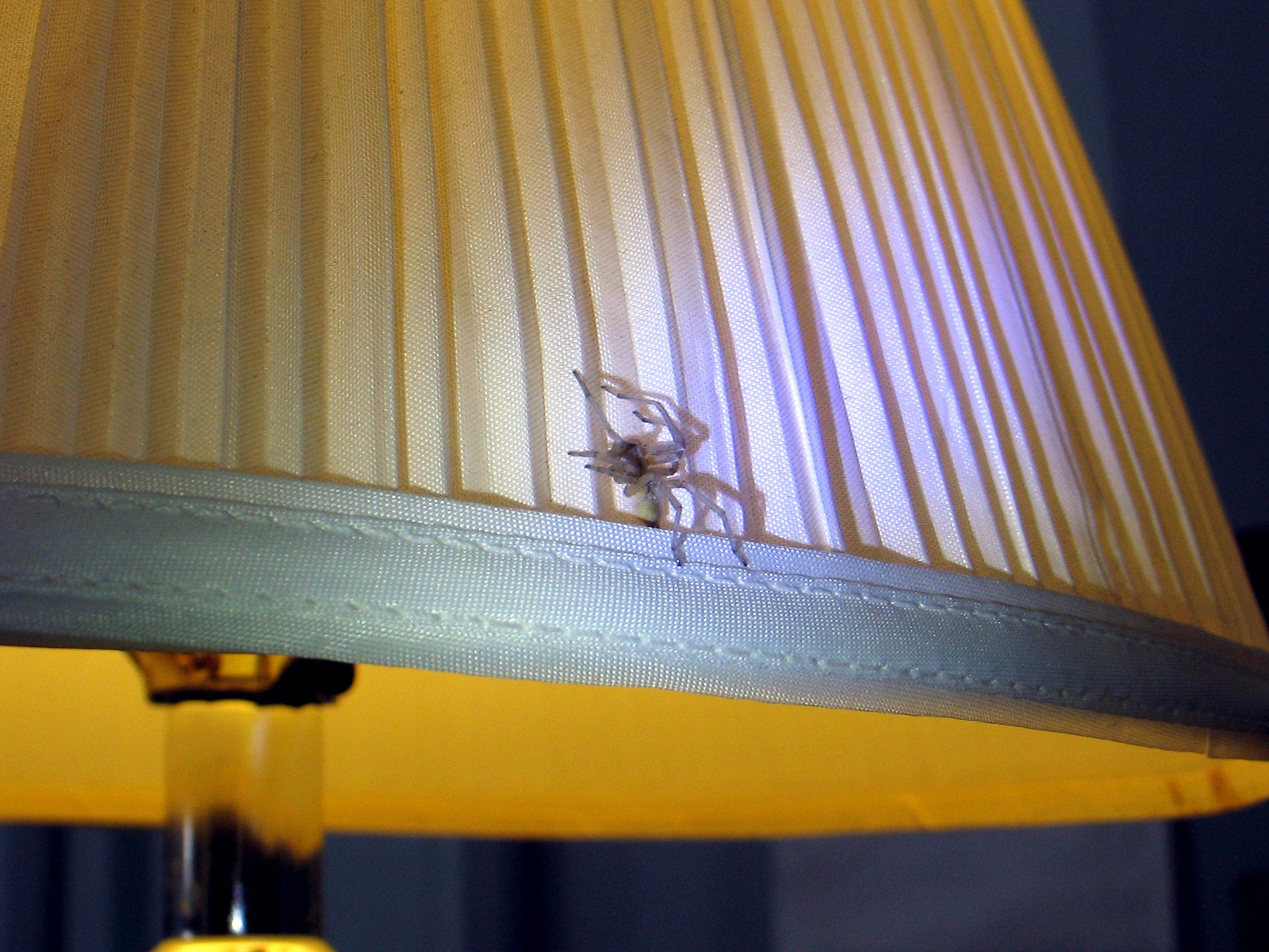 Yellow sac spider crawls on lamp
