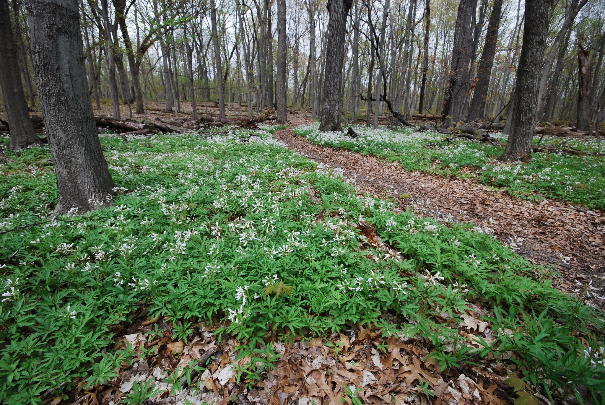 University of Wisconsin Arboretum woodland trail