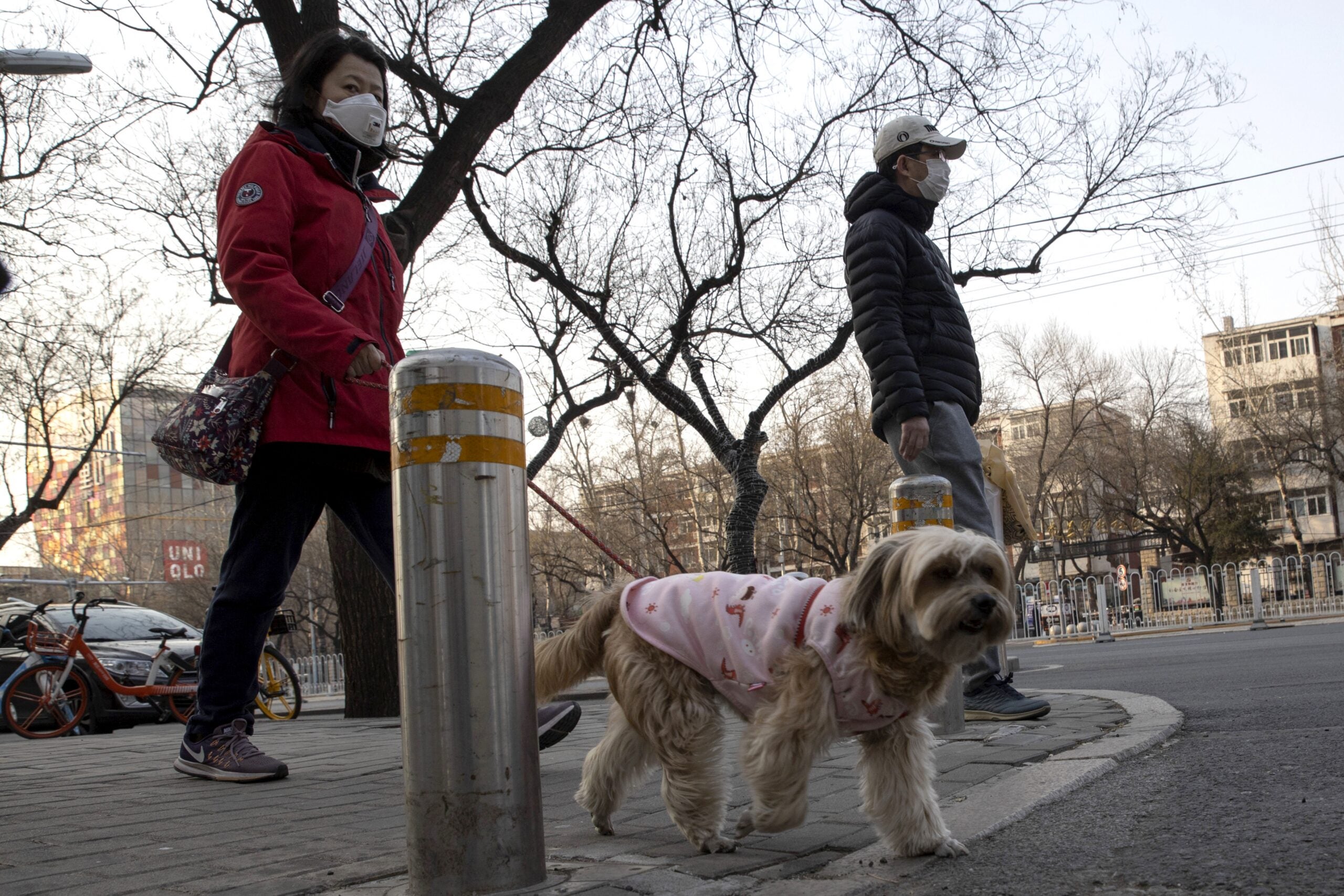 pets, coronavirus, covid-19