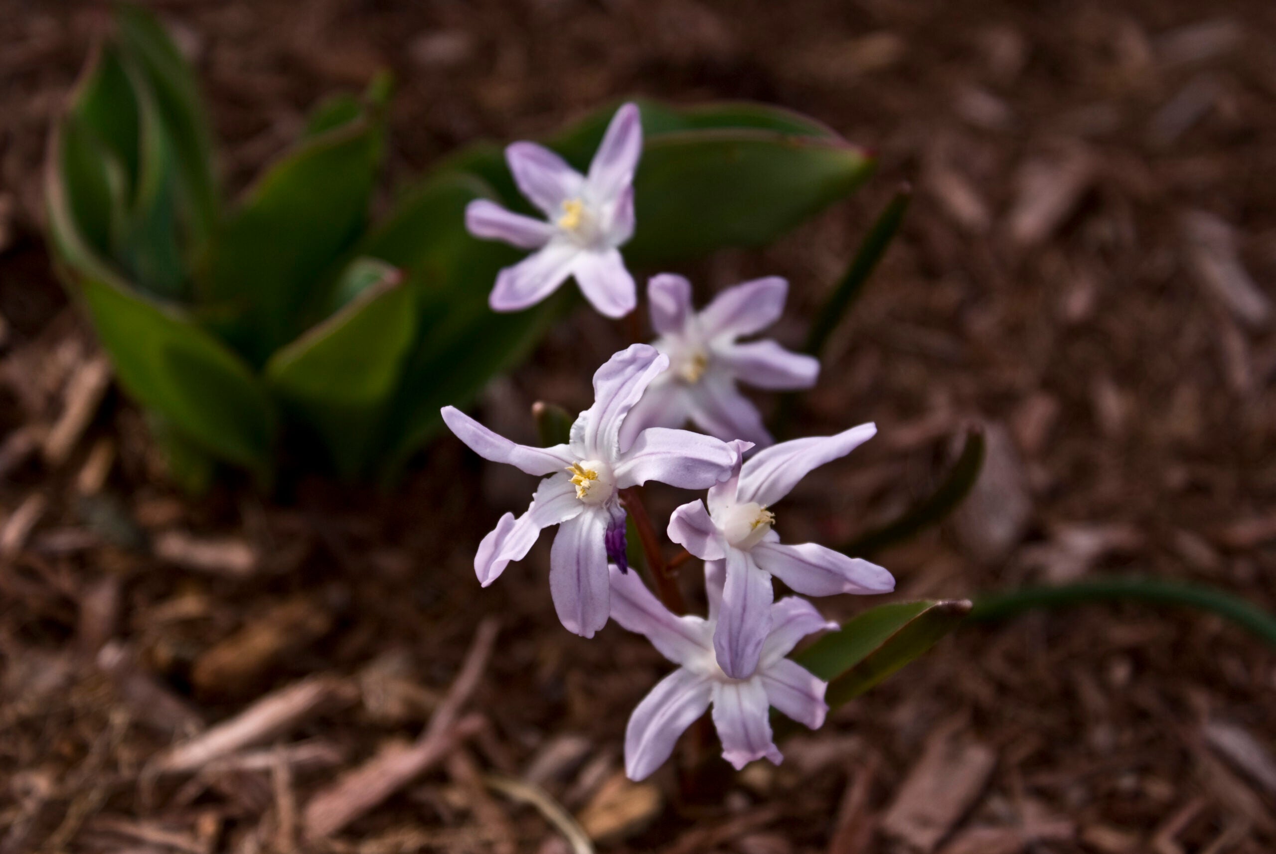 Early Spring Flowers