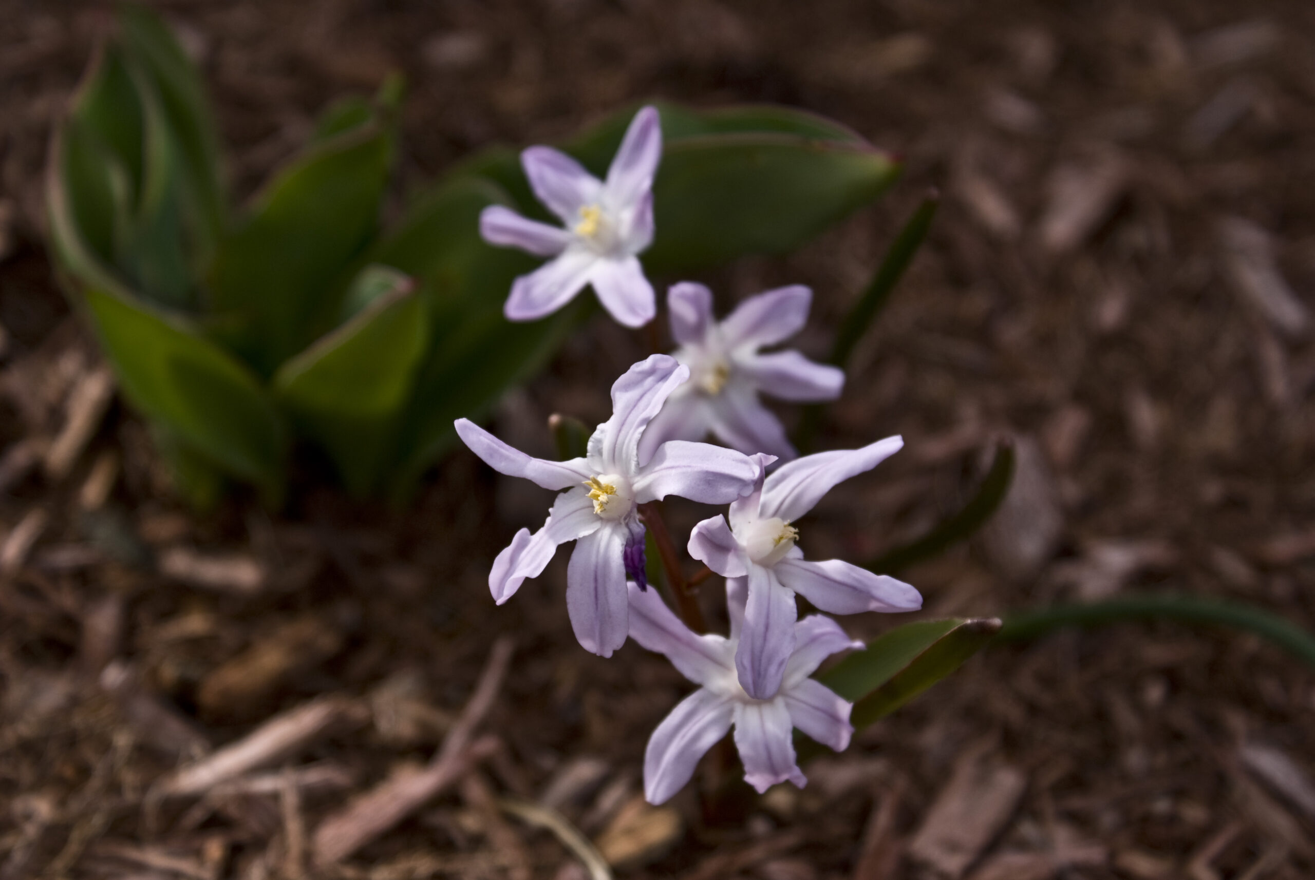 Early Spring Flowers