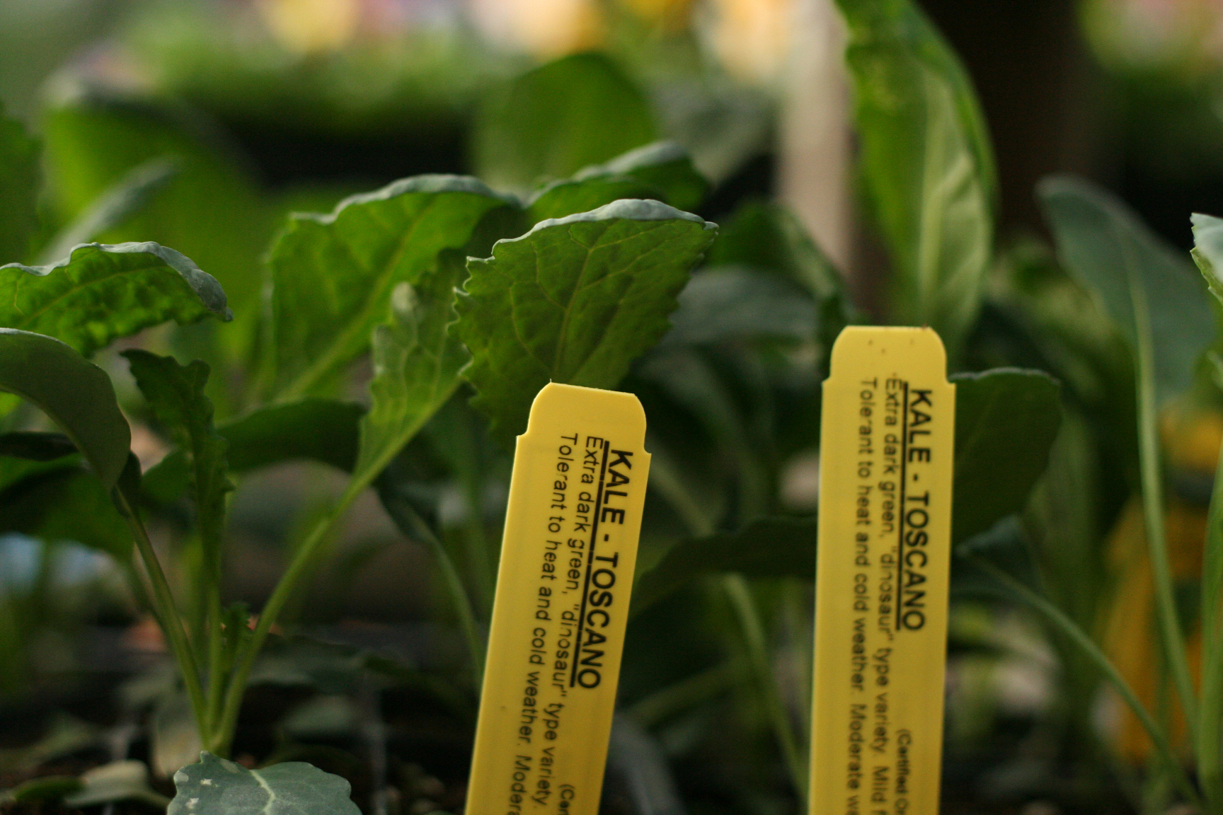 Wisconsin Residents Turn To Vegetable Gardening During Coronavirus Pandemic