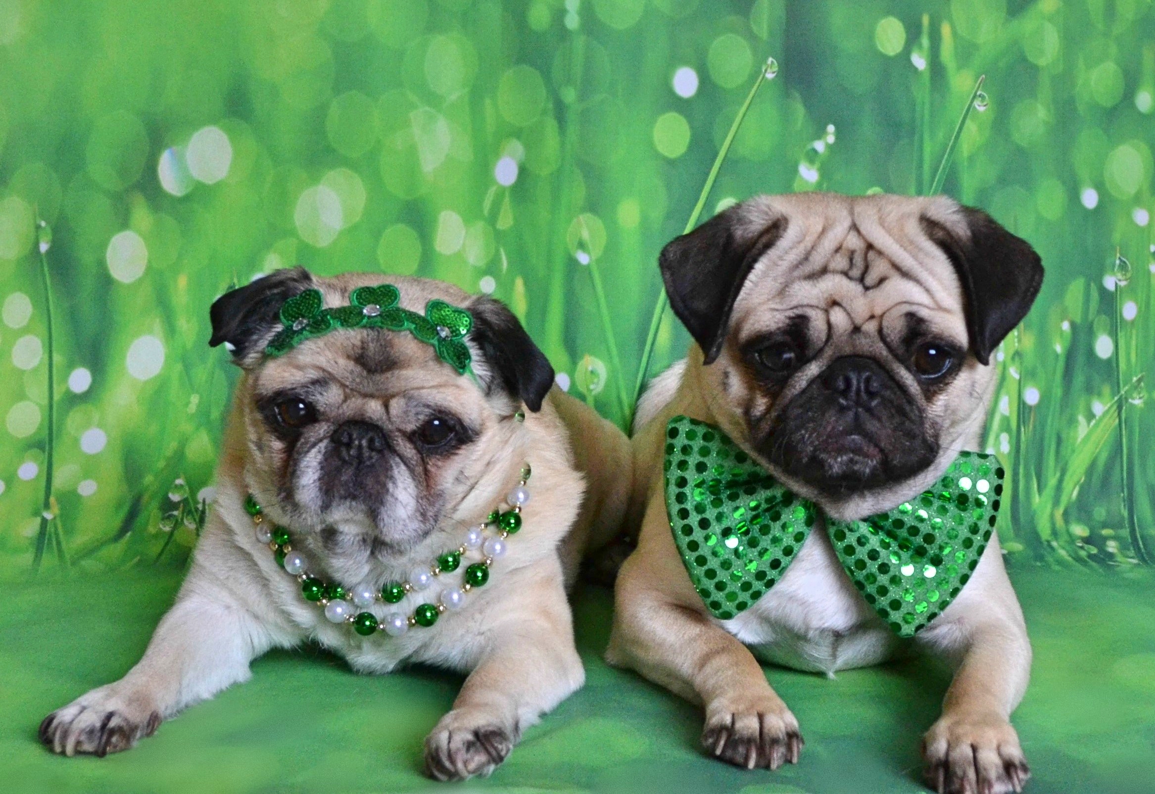 The Puglets Are St. Patrick's Day Ready