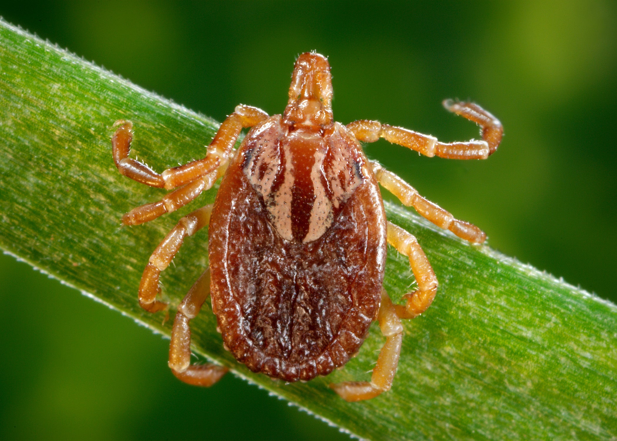 A deer tick on a blade of grass