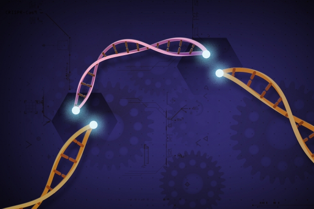 An illustration of CRISPR-Cas9 — a tool to cut and edit DNA