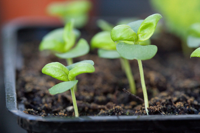 gardening, seedling, dirt, tray