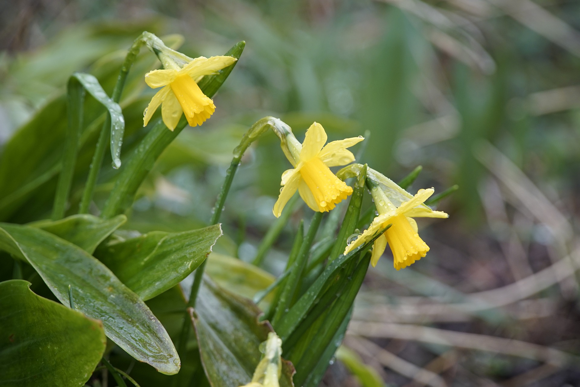 Yellow daffodils in the rain.