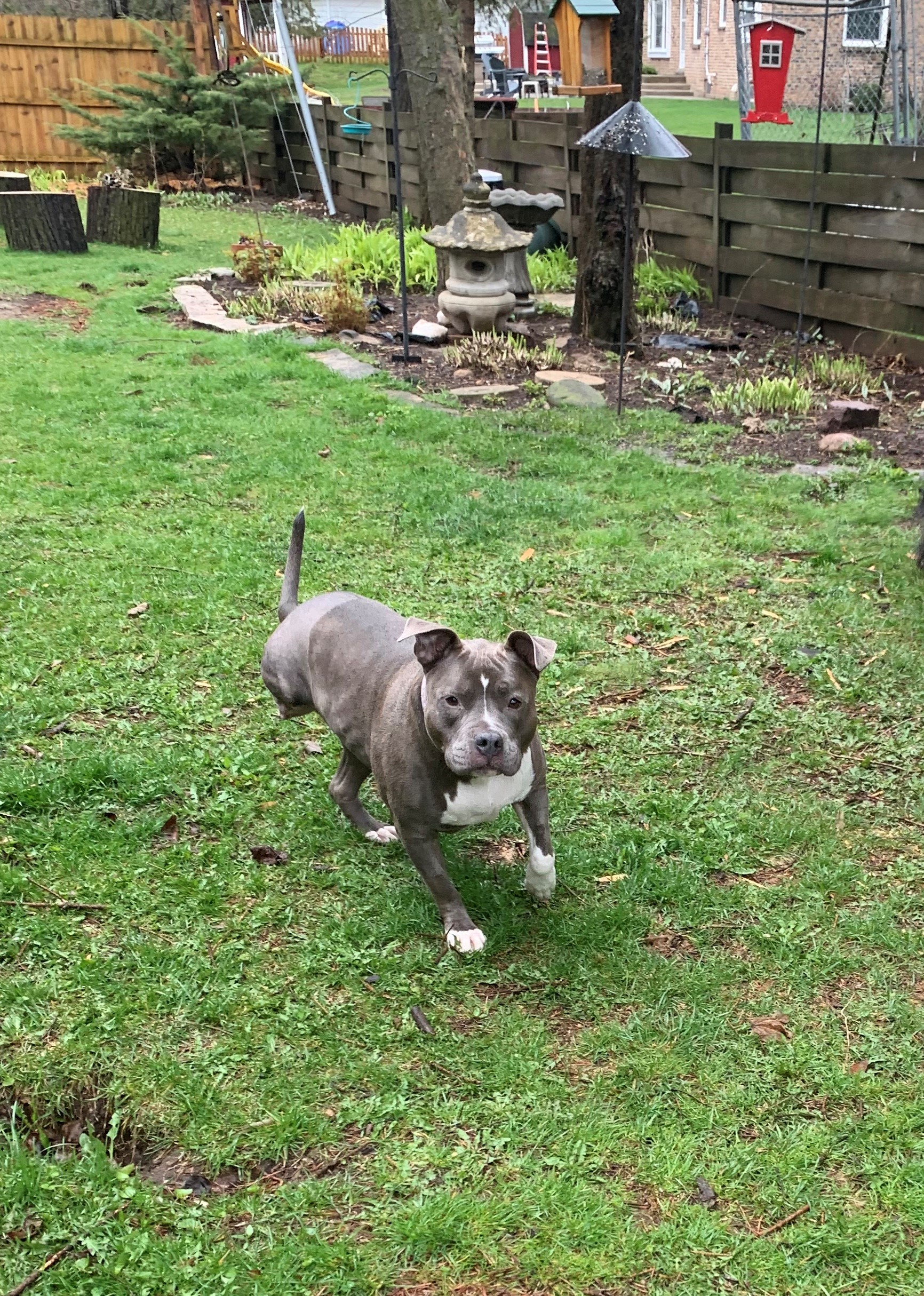 A muscular gray-and-white dog runs around a grassy yard on three legs. She is missing her left hind leg.