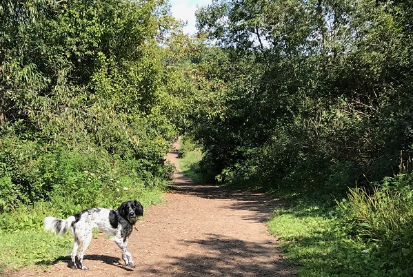 Dog on hiking trail