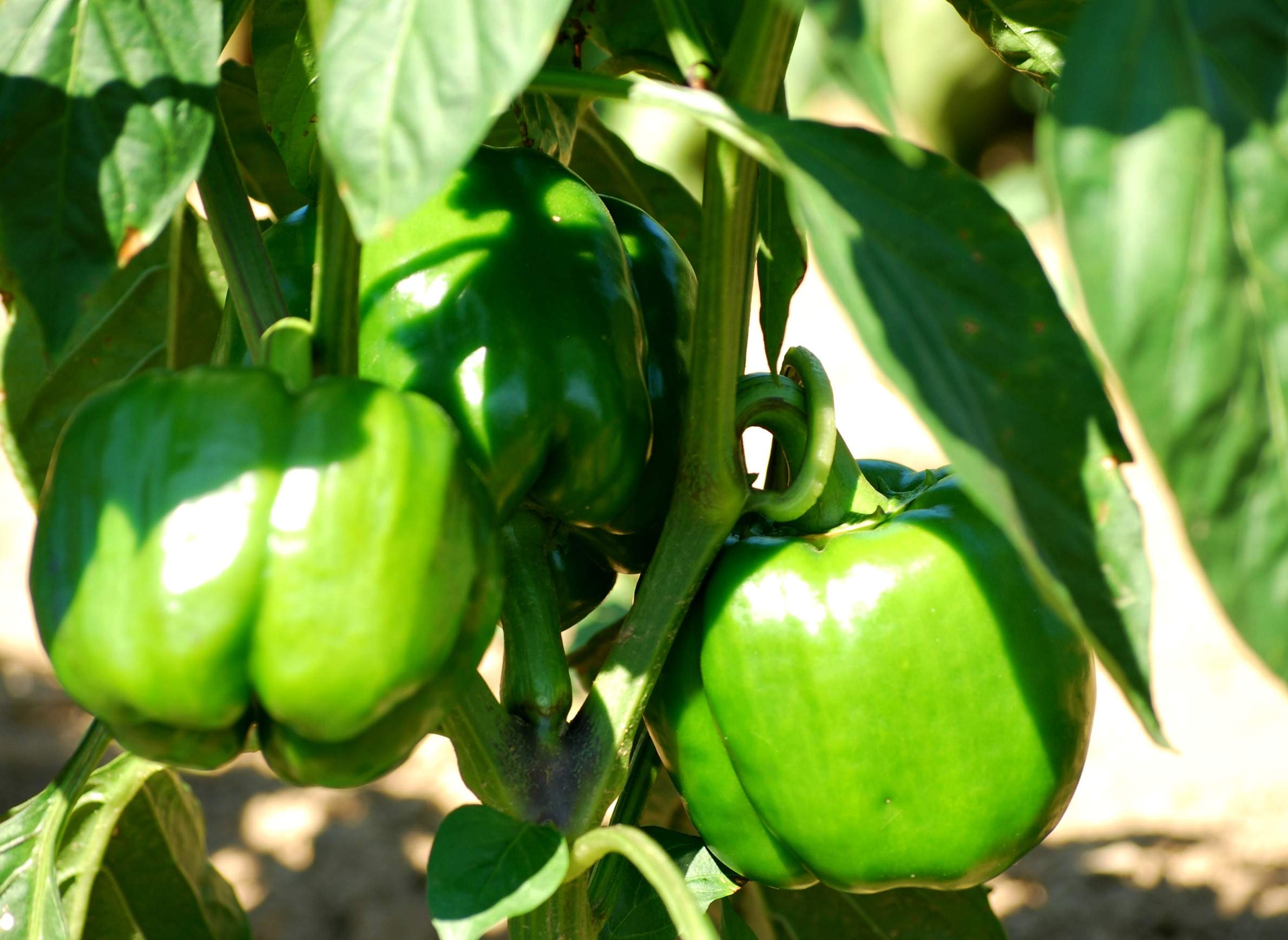 Green peppers hang on the vine in a Wisconsin garden