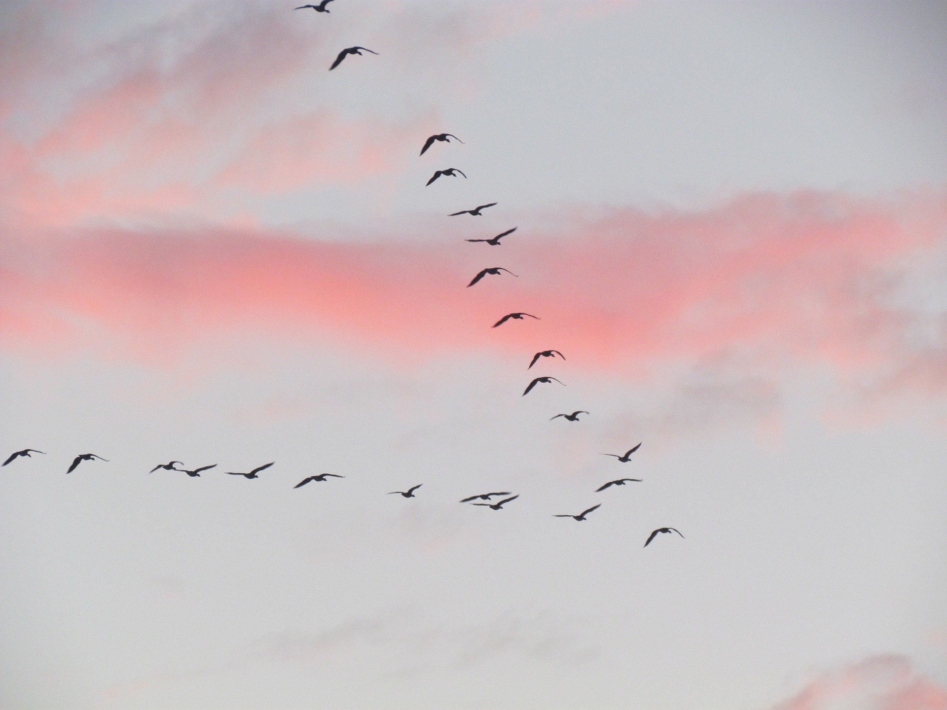 migrating birds in a rosy sky